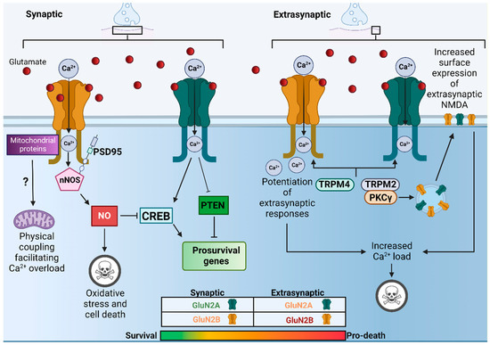 NMDA Receptor C-Terminal Domain Signalling in Development, Maturity ...