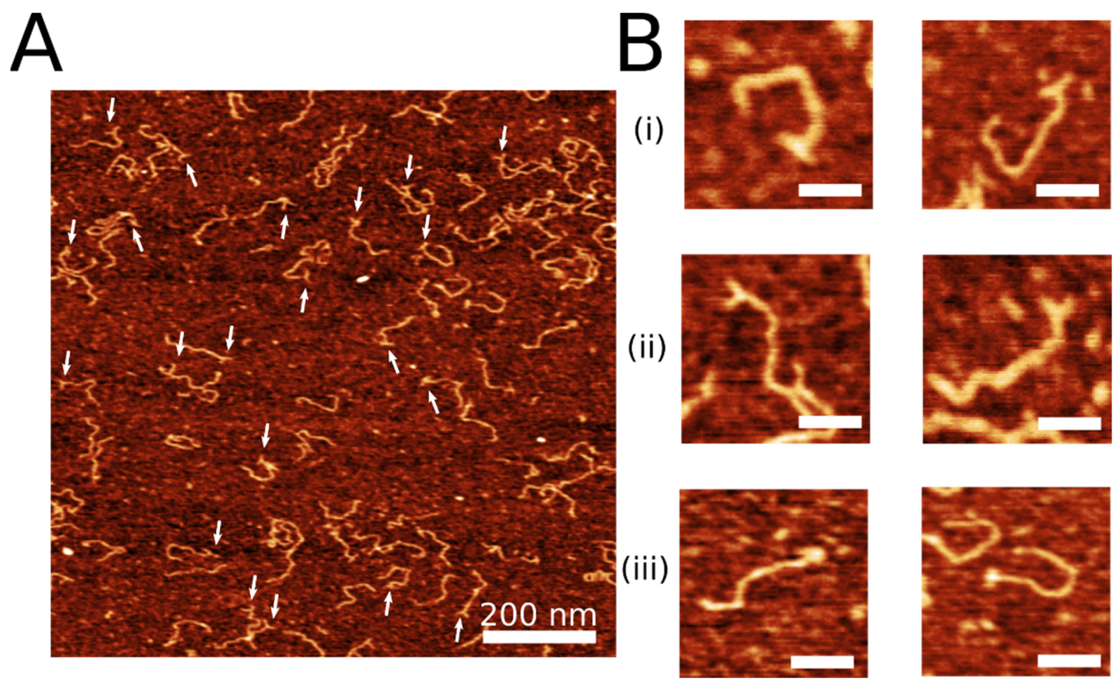 Ijms 23 11404 g002 Ijms 23 11404 g002