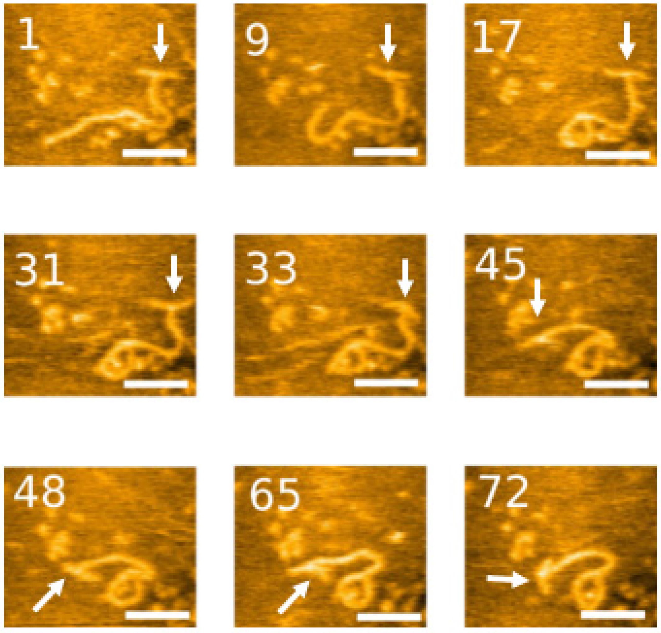 Ijms 23 11404 g004 Ijms 23 11404 g004