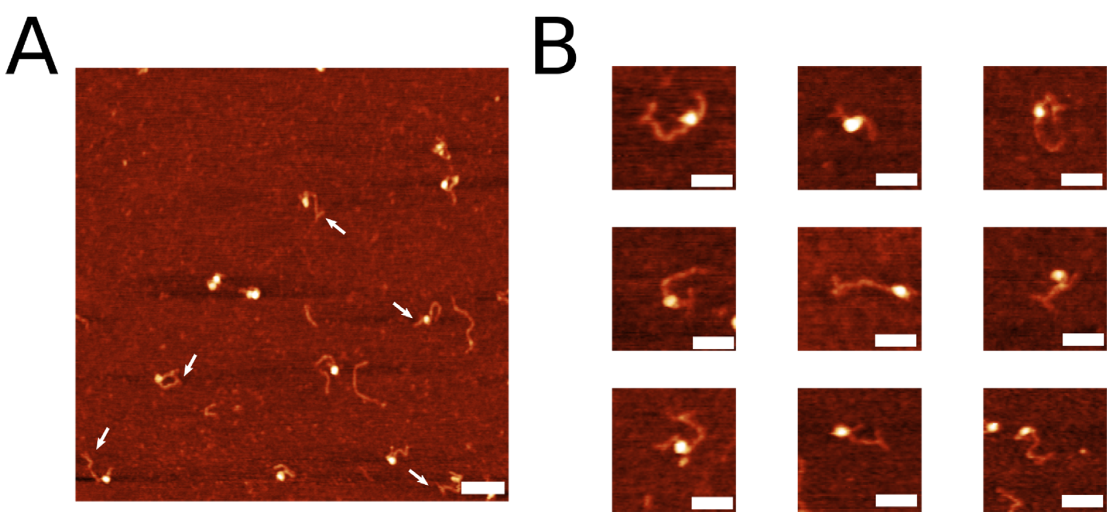 Ijms 23 11404 g005 Ijms 23 11404 g005