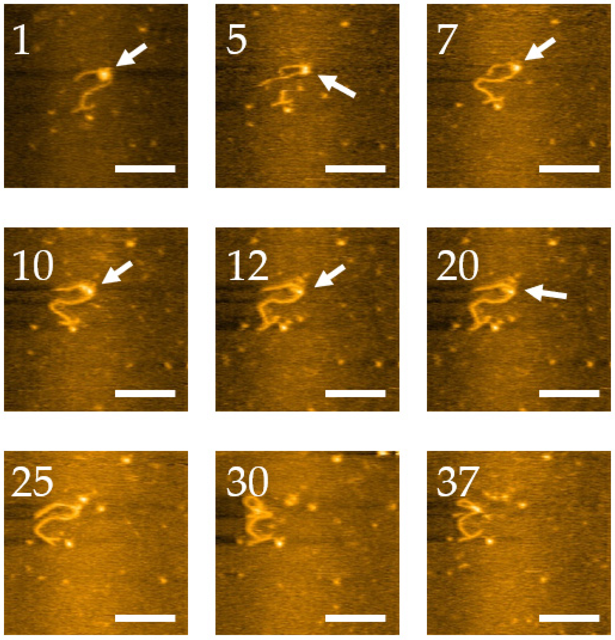 Ijms 23 11404 g008 Ijms 23 11404 g008