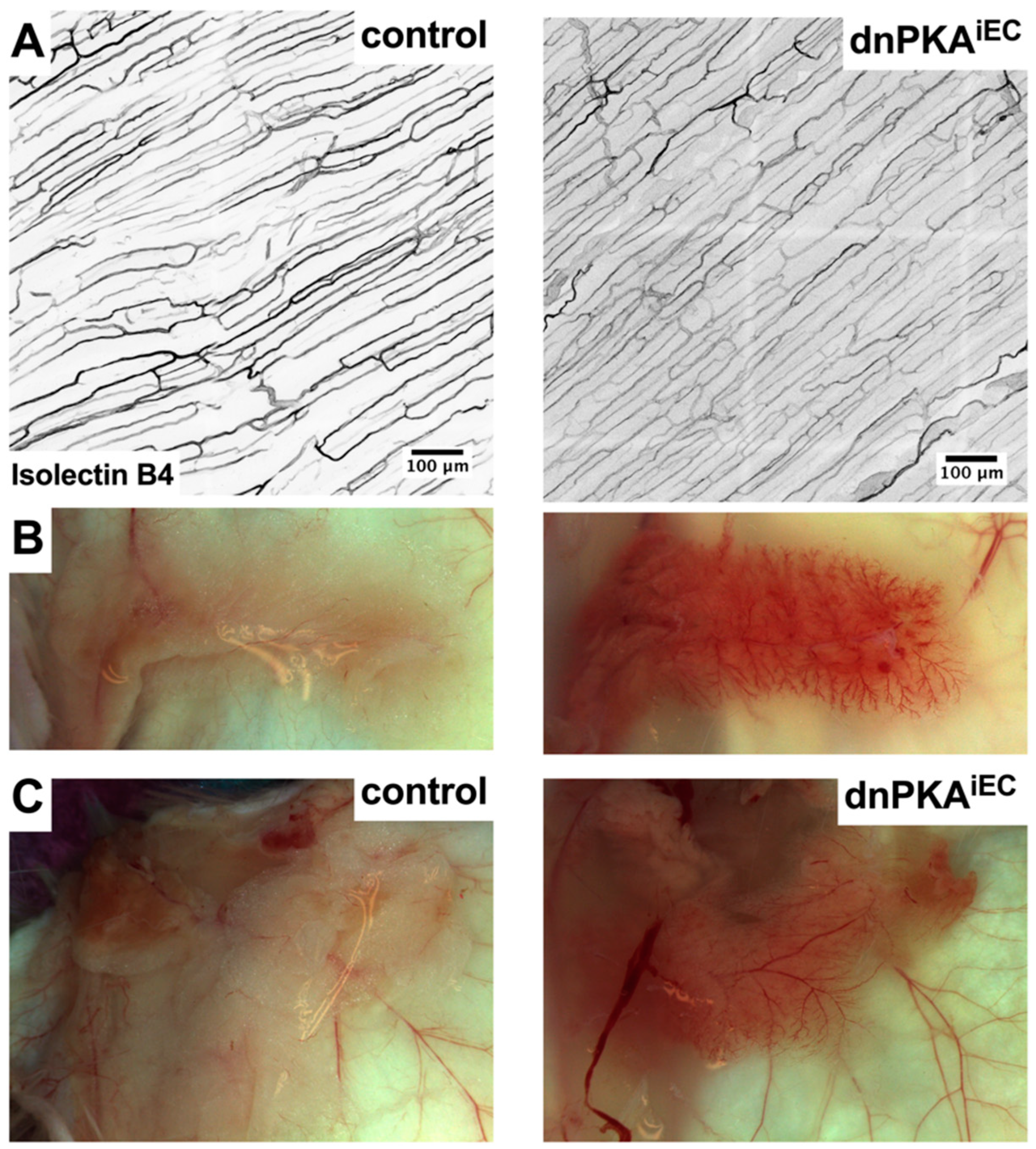 Ijms 23 11419 g002 Ijms 23 11419 g002