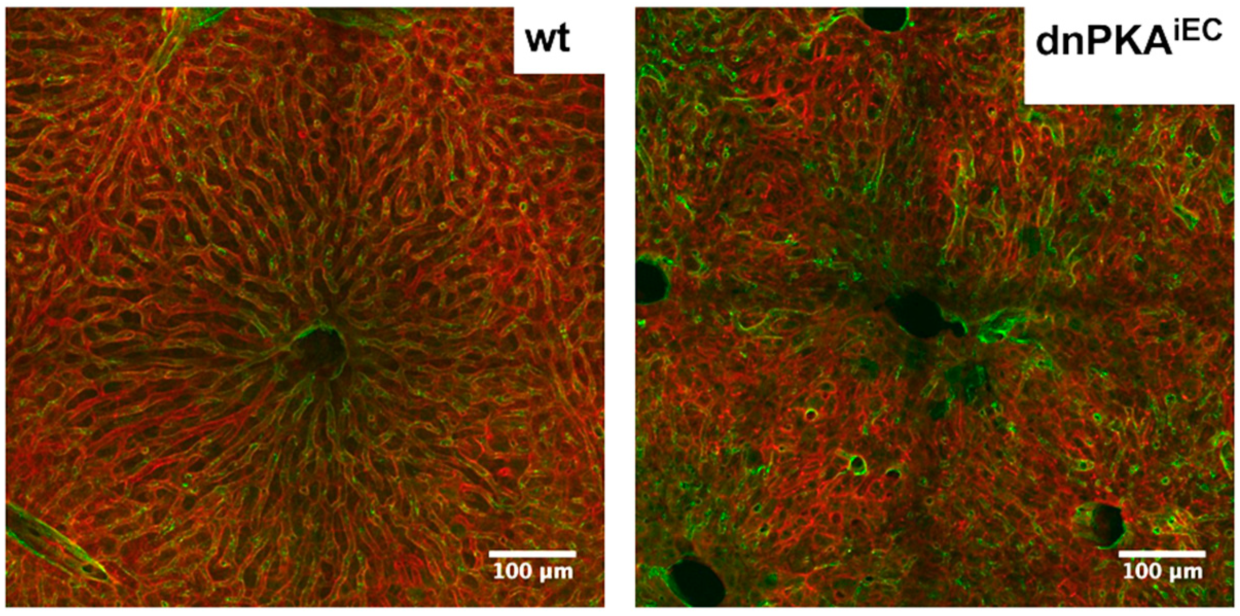 Ijms 23 11419 g009 Ijms 23 11419 g009