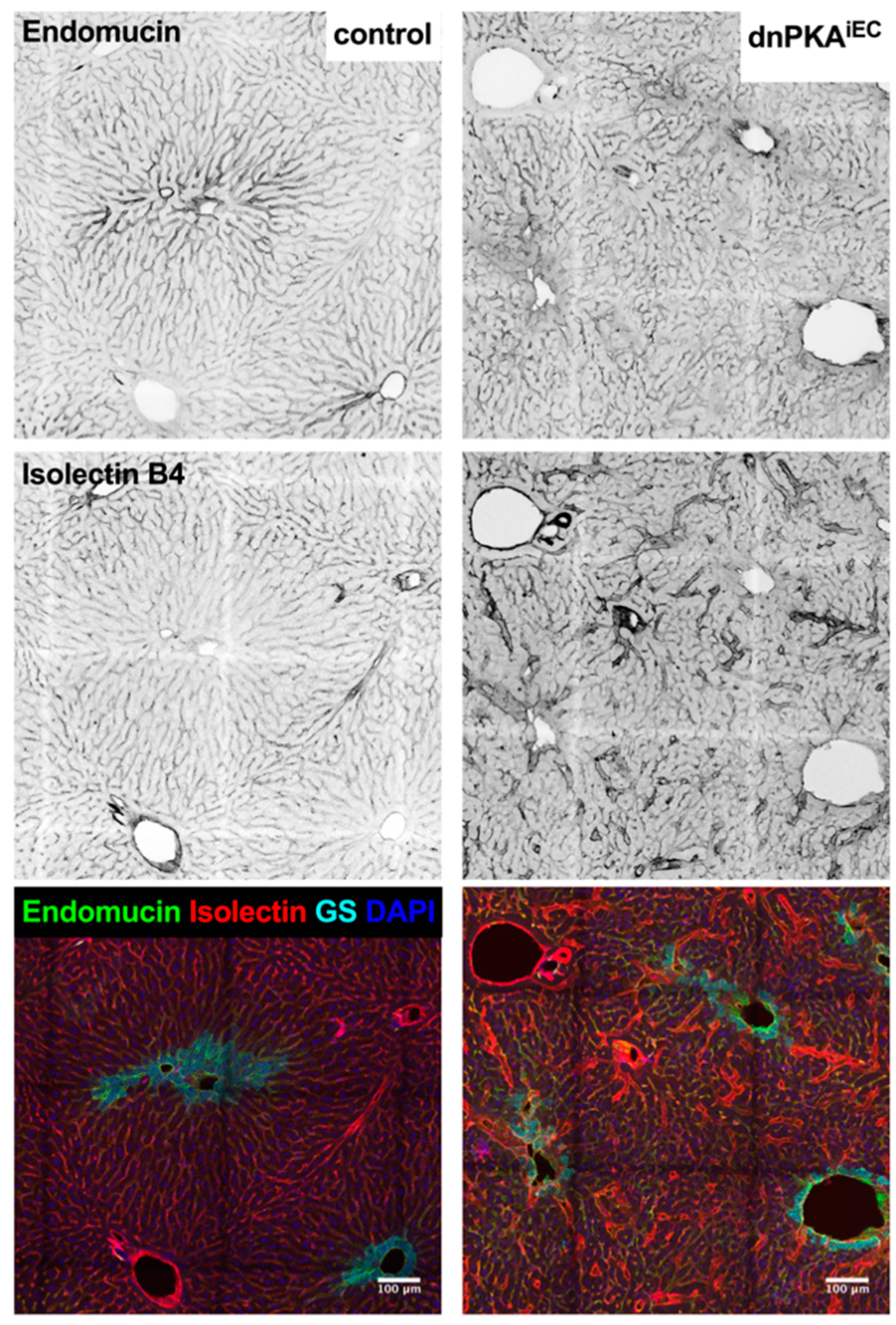 Ijms 23 11419 g010 Ijms 23 11419 g010