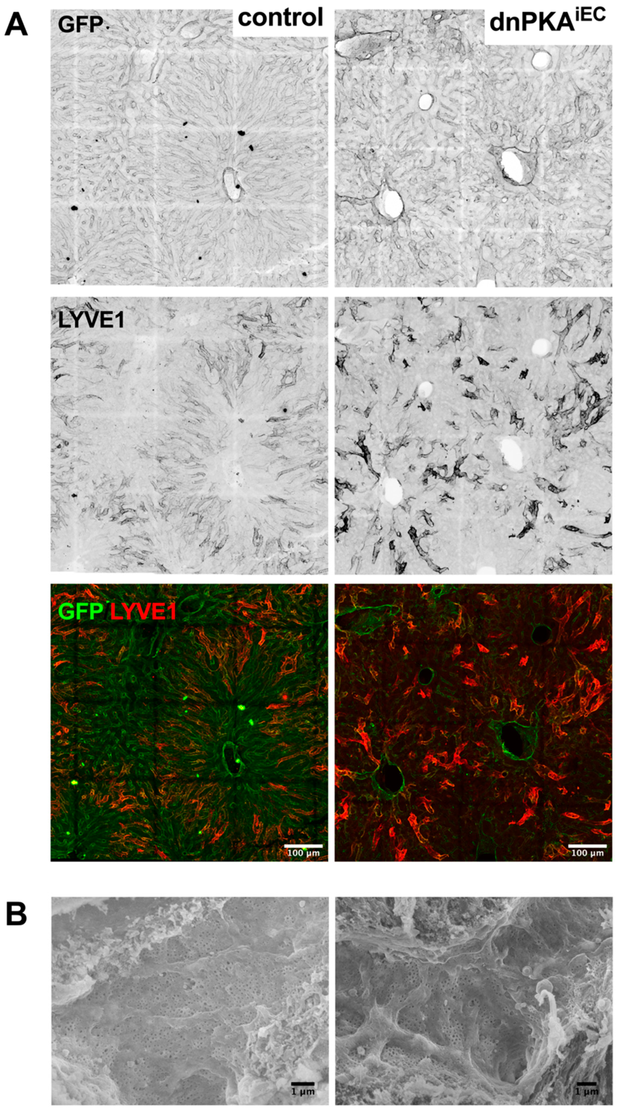 Ijms 23 11419 g012 Ijms 23 11419 g012