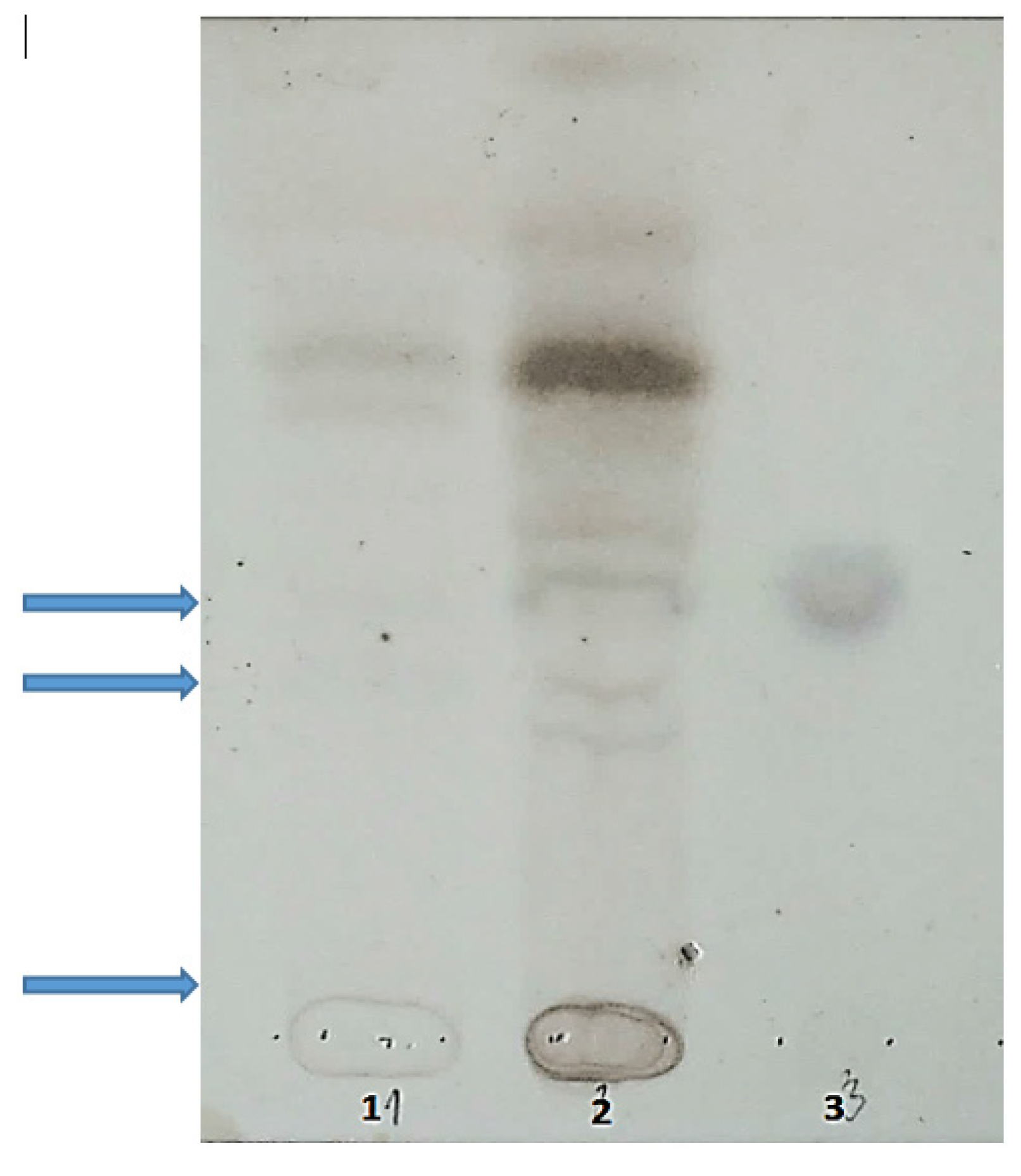 Ijms 23 11424 g005 550