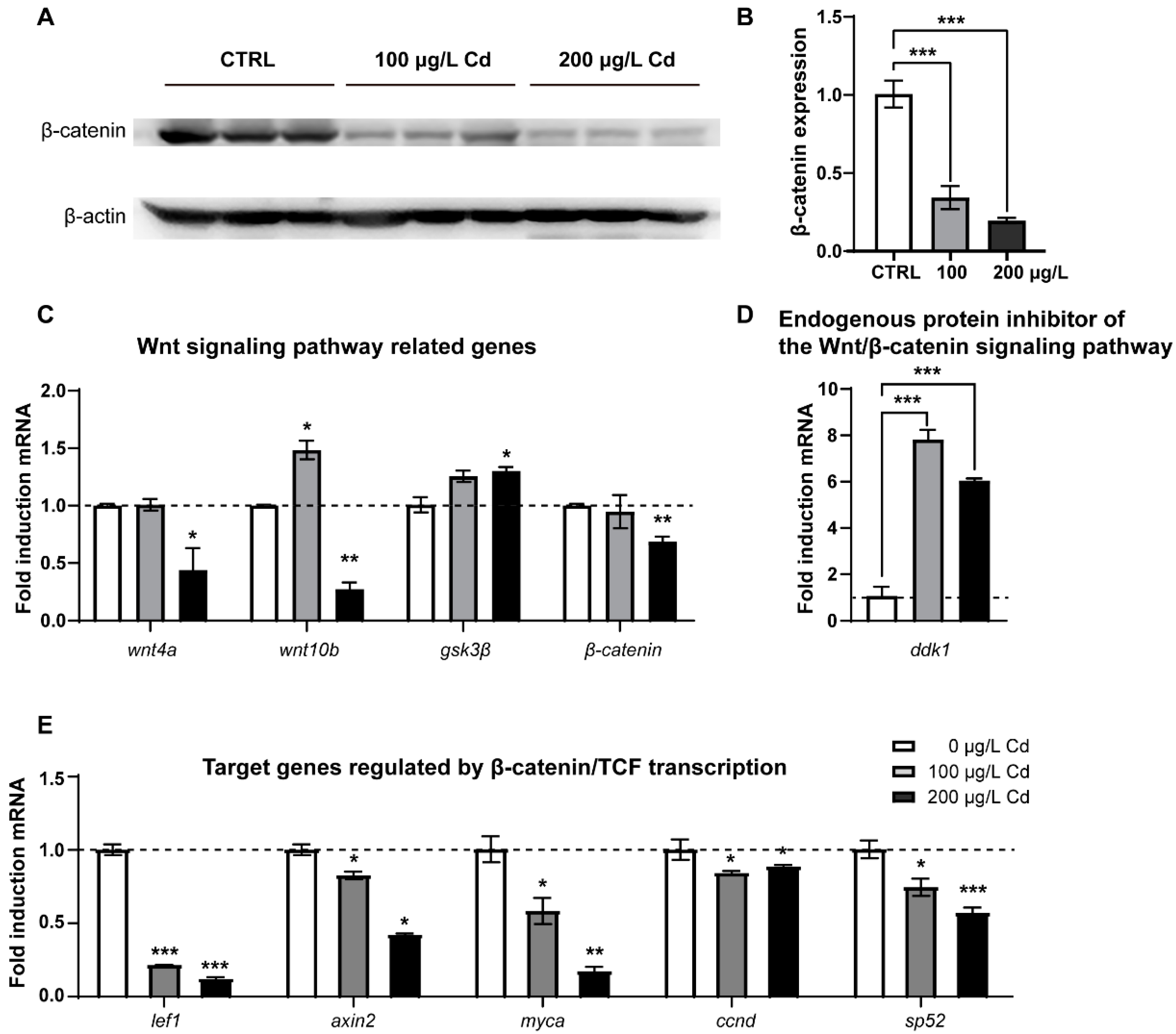 IJMS Free FullText Wnt/βCatenin Signaling Pathway Is Strongly