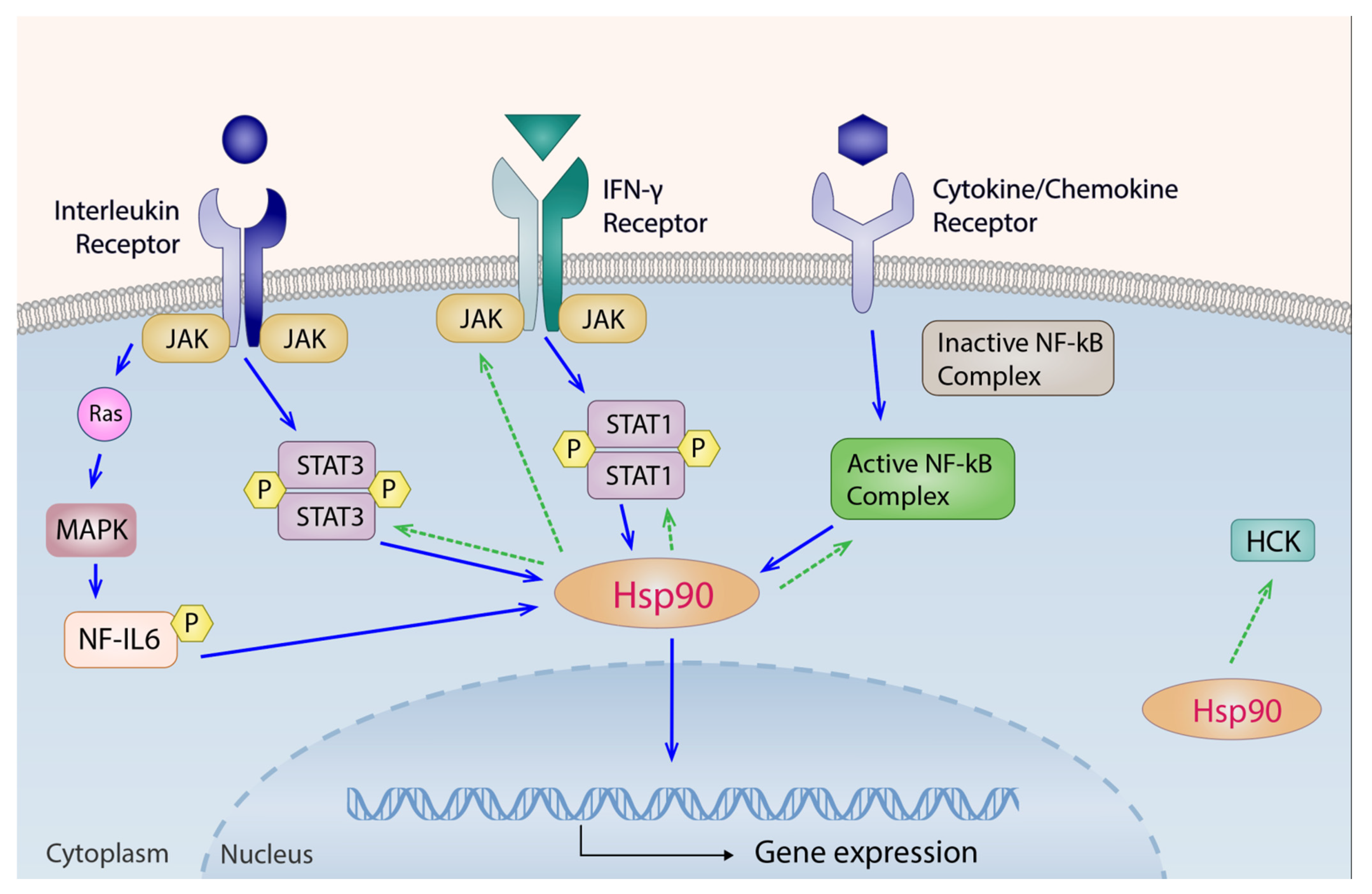 Ijms 23 11451 g005 Ijms 23 11451 g005