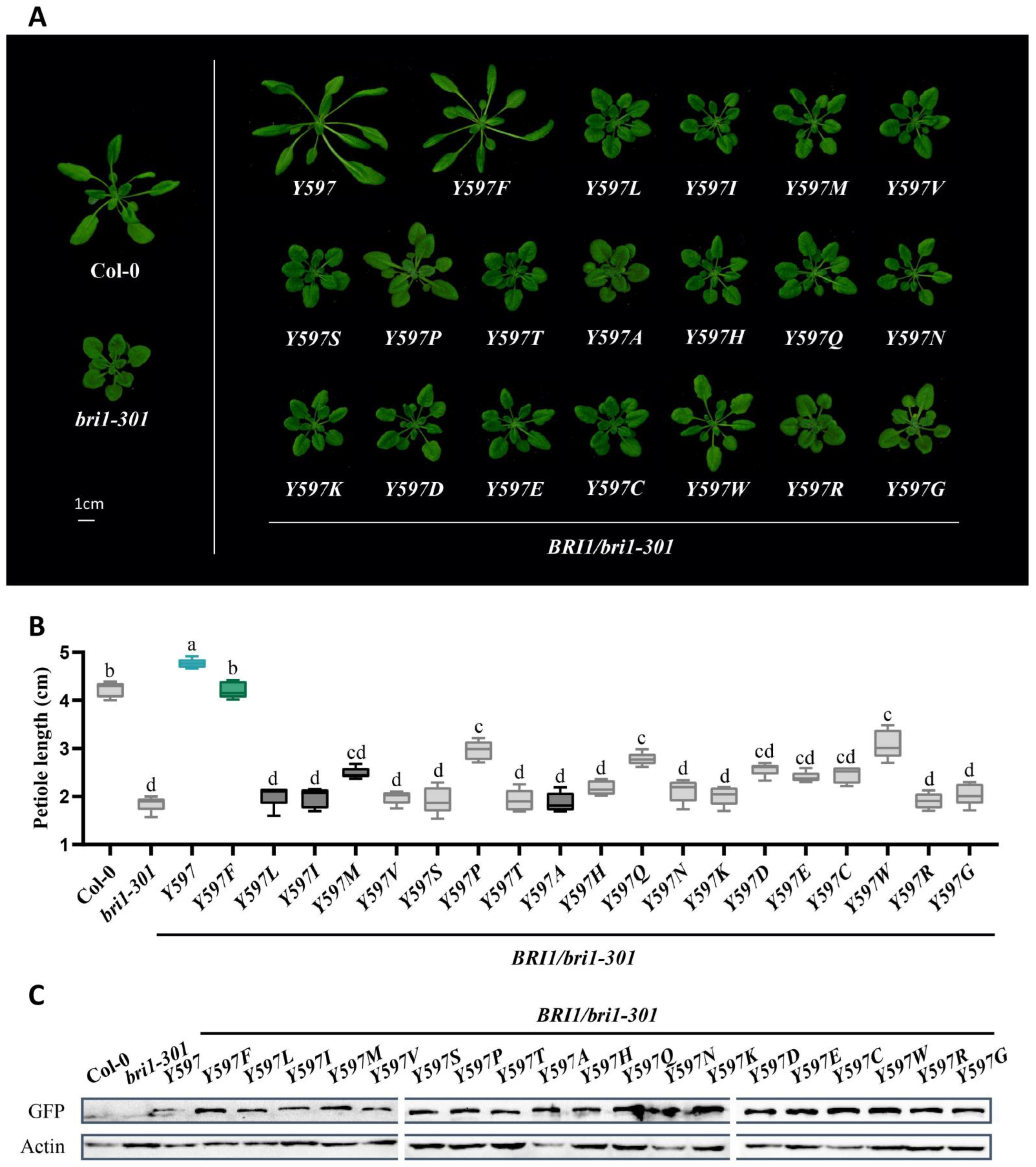 Ijms 23 11454 g002 Ijms 23 11454 g002