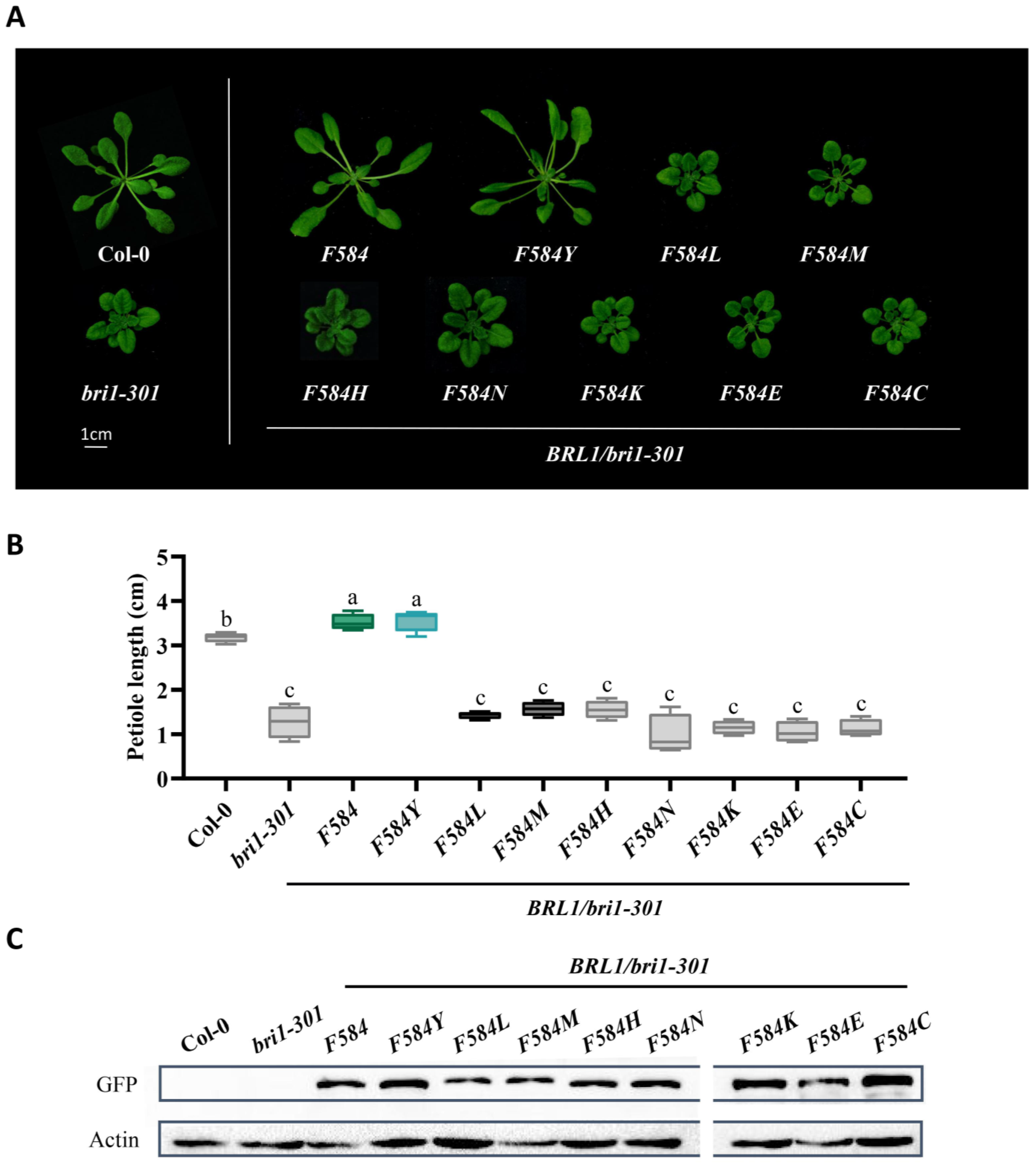 Ijms 23 11454 g003 Ijms 23 11454 g003