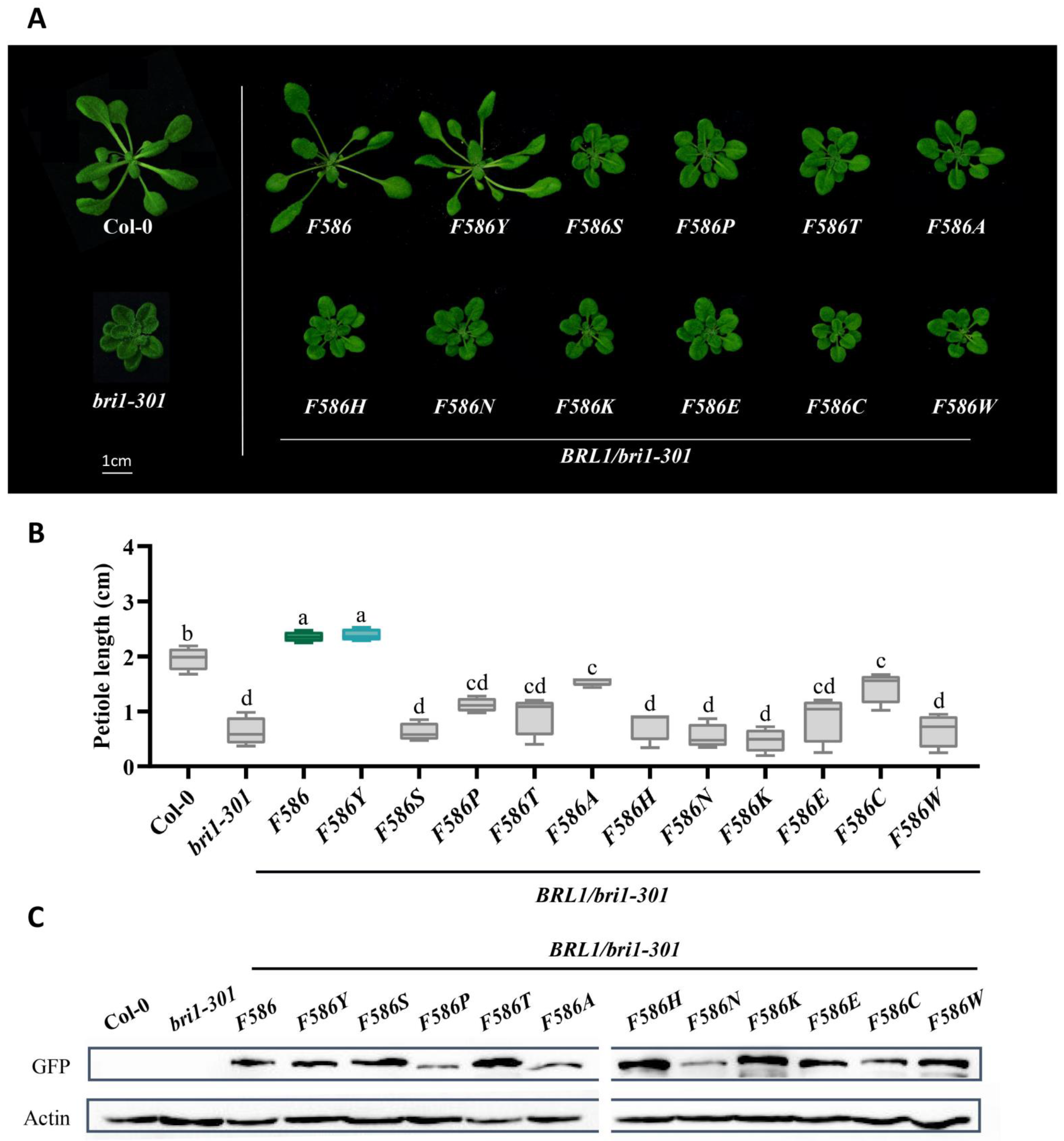 Ijms 23 11454 g005 Ijms 23 11454 g005