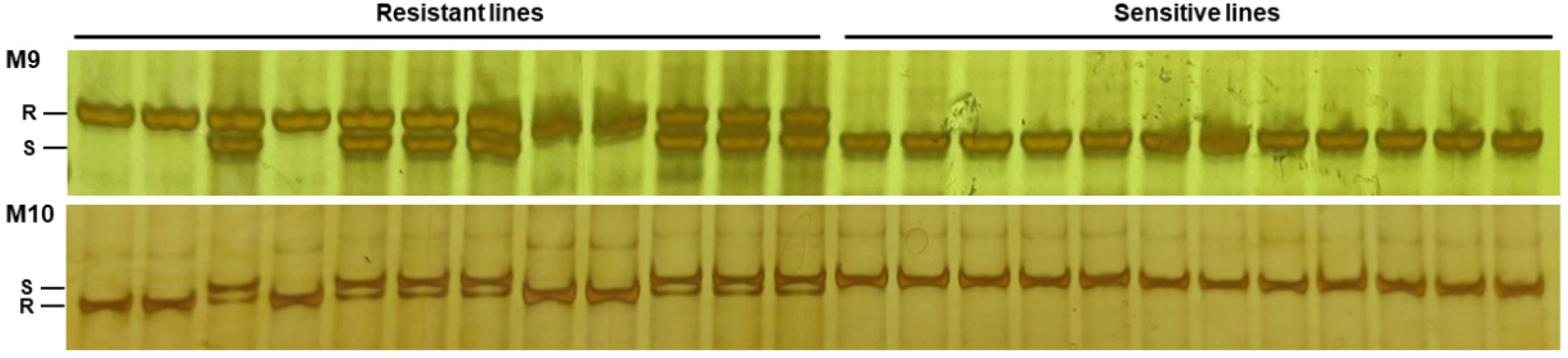 Ijms 23 11481 g006 Ijms 23 11481 g006