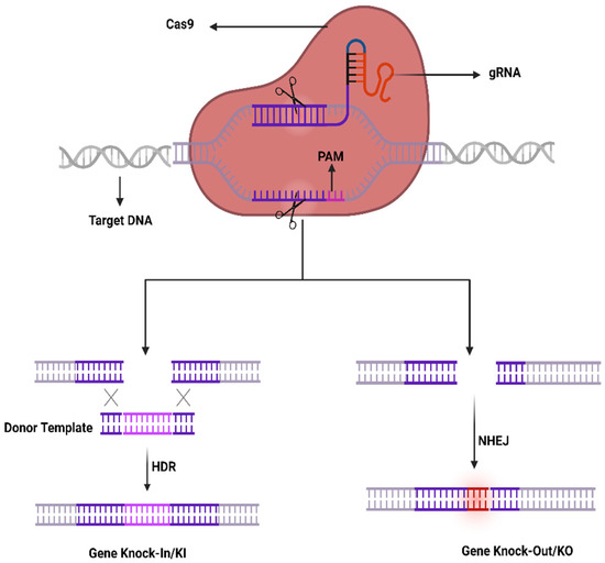 CRISPR/Cas9—A Promising Therapeutic Tool to Cure Blindness 
