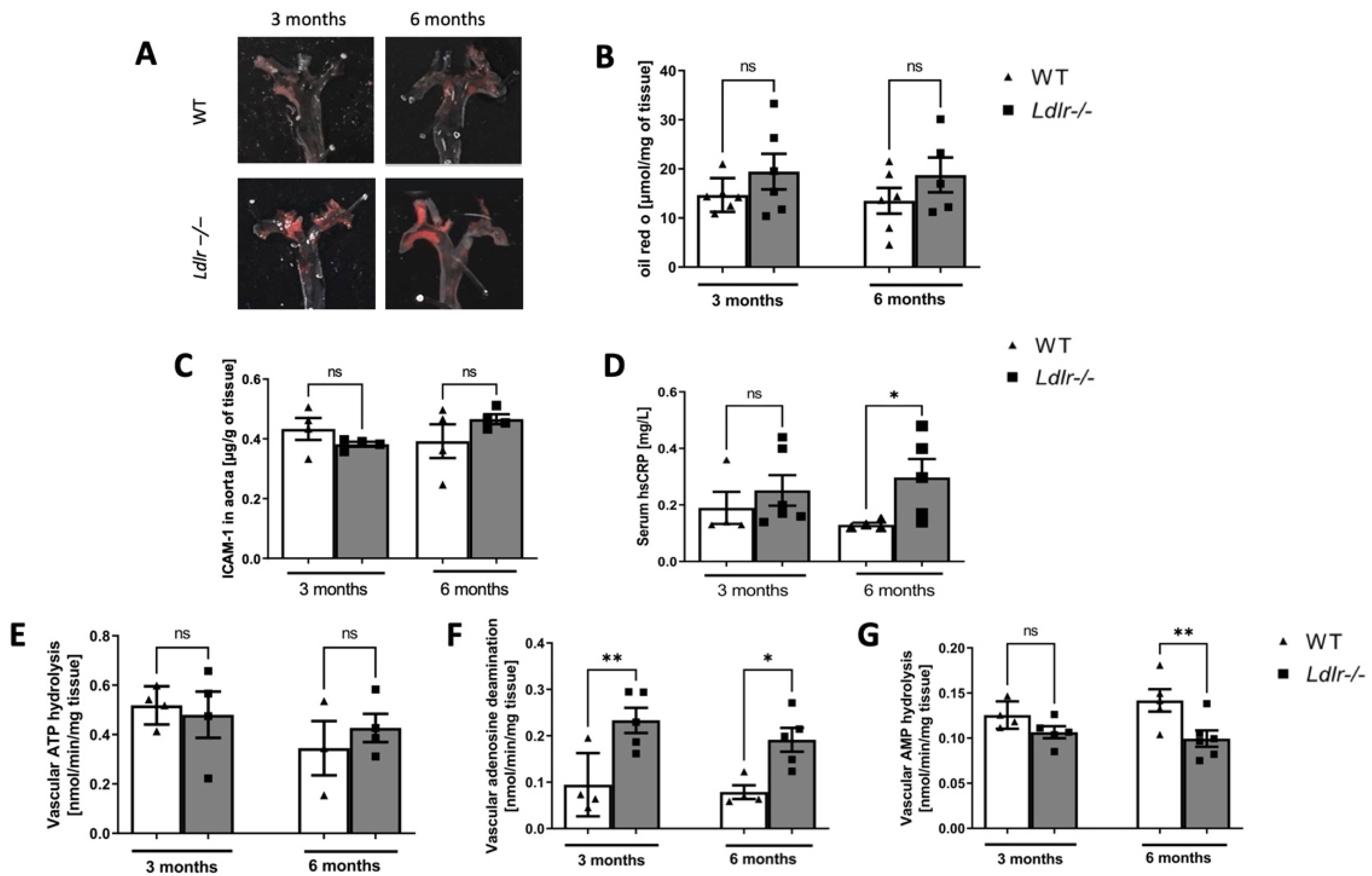 Ijms 23 11488 g004 Ijms 23 11488 g004