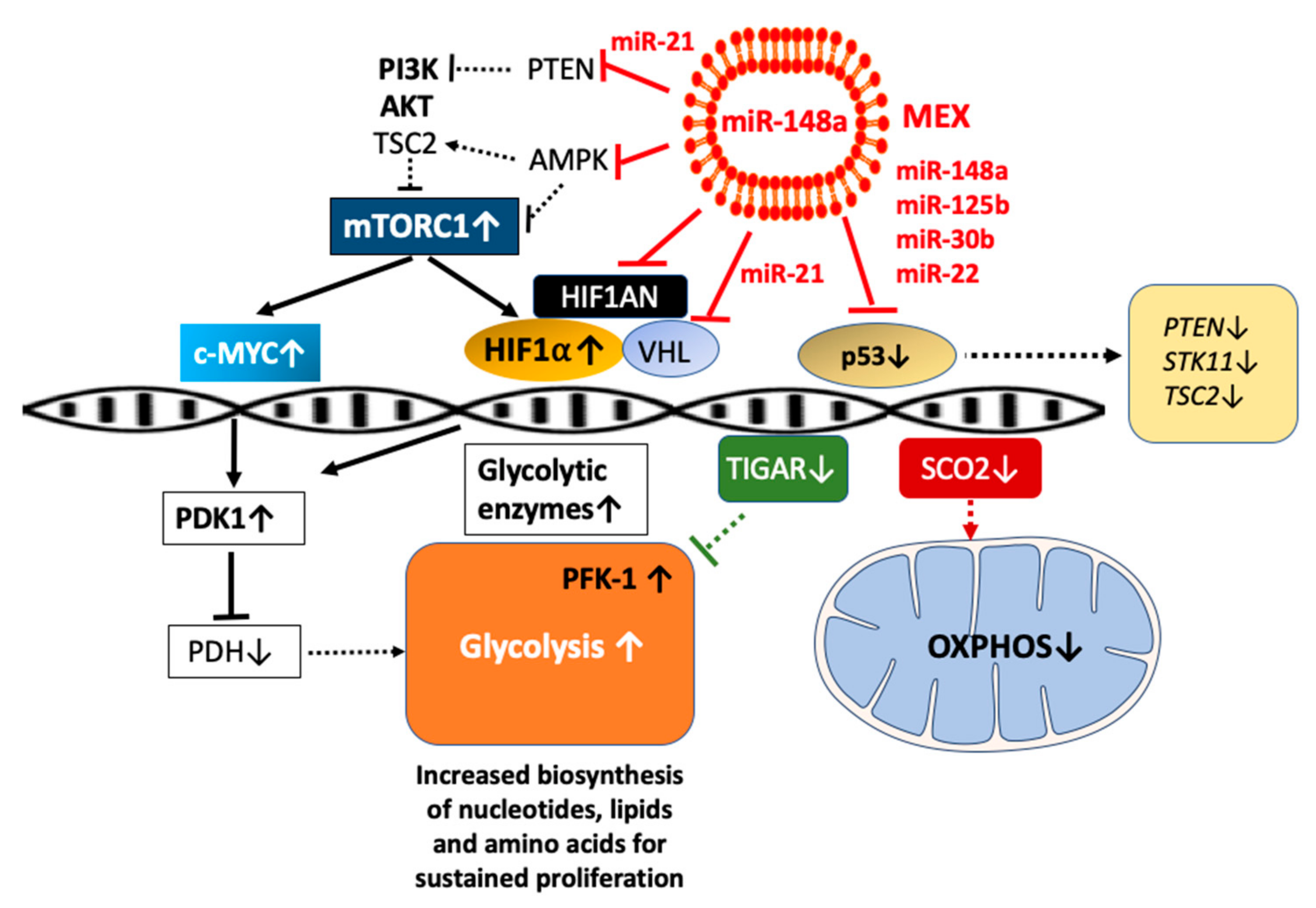 Ijms 23 11503 g007 Ijms 23 11503 g007