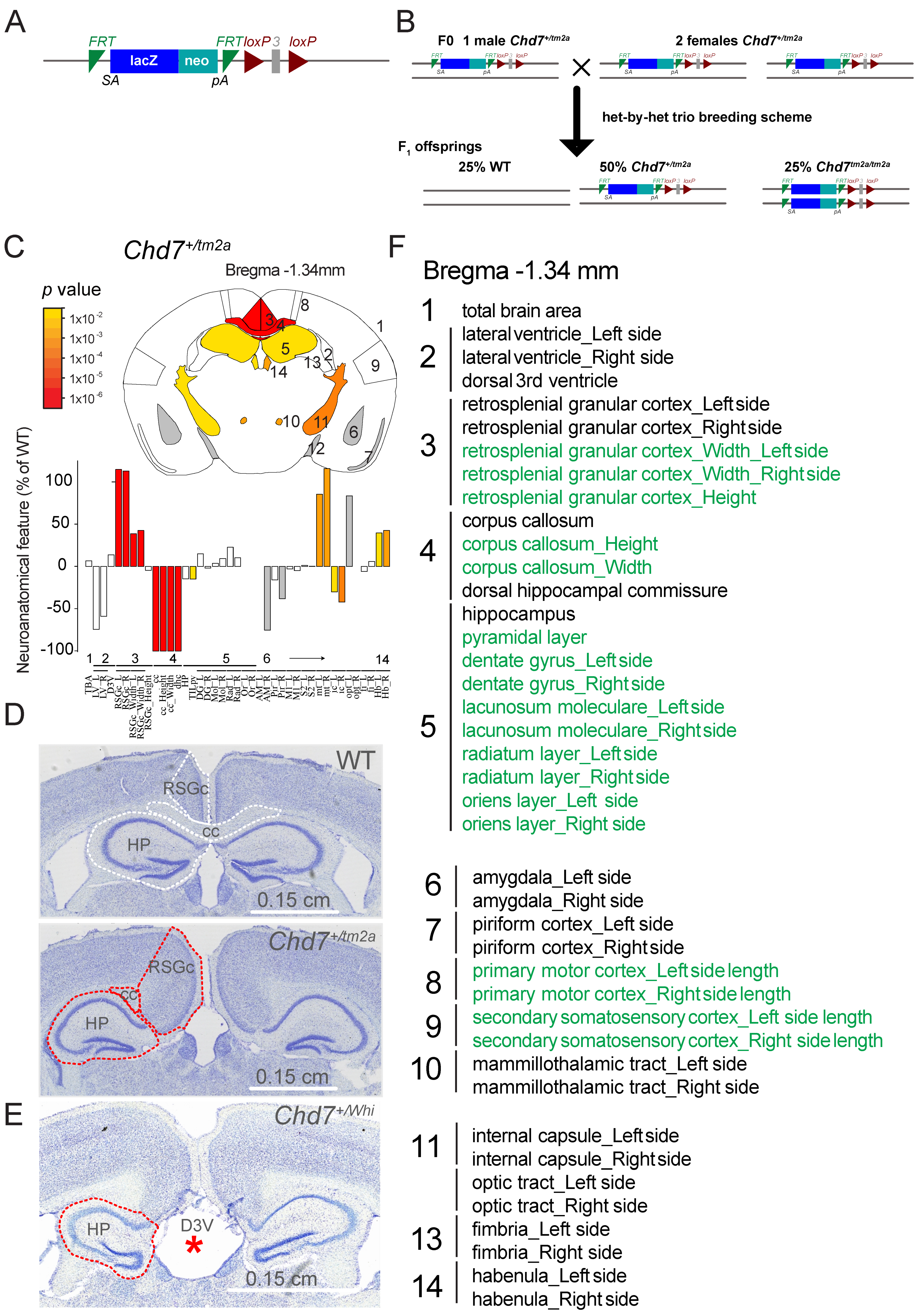 Large-scale neuroanatomical study uncovers 198 gene associations in mouse  brain morphogenesis
