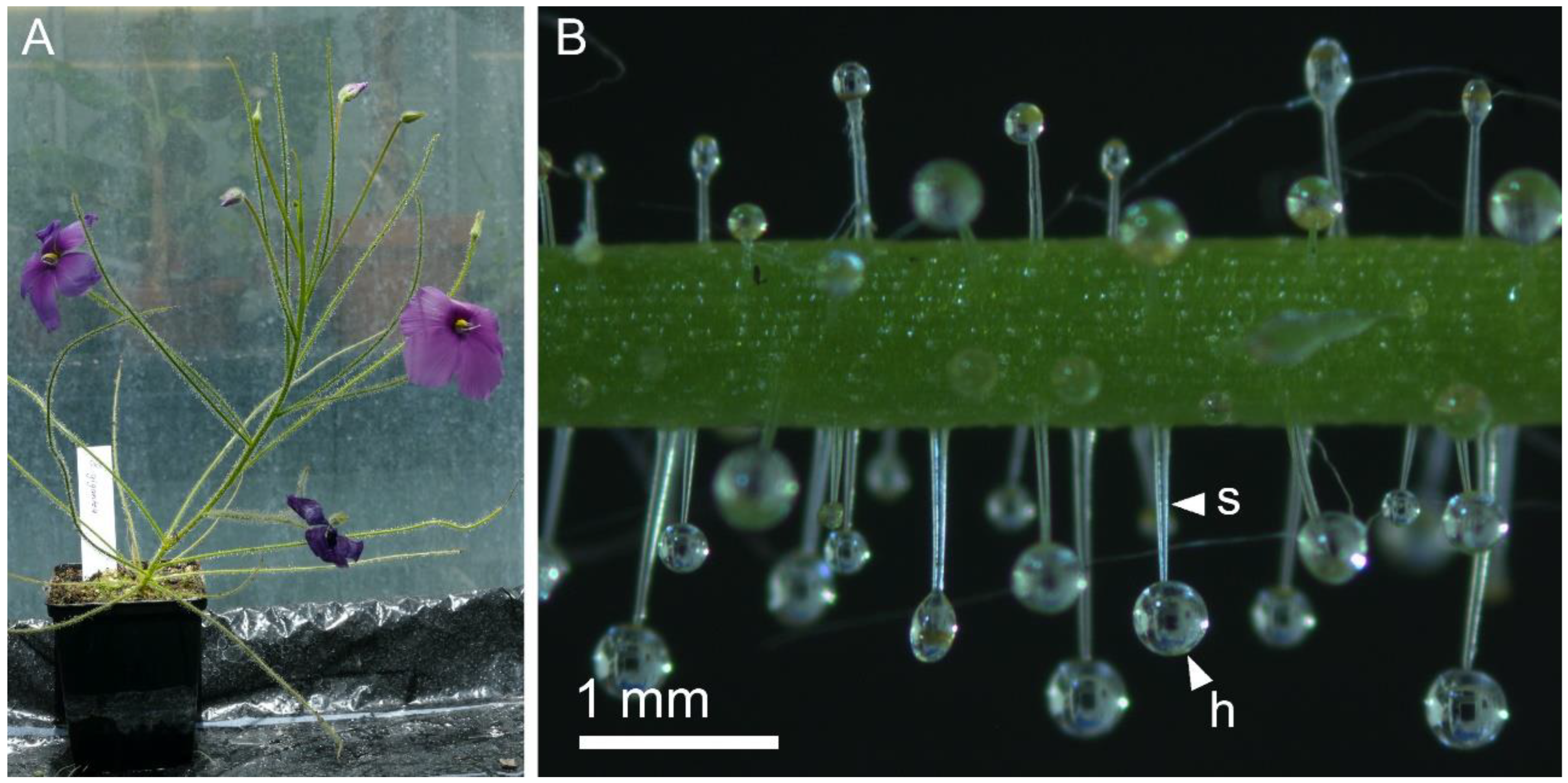 Ijms 23 11514 g001 Ijms 23 11514 g001