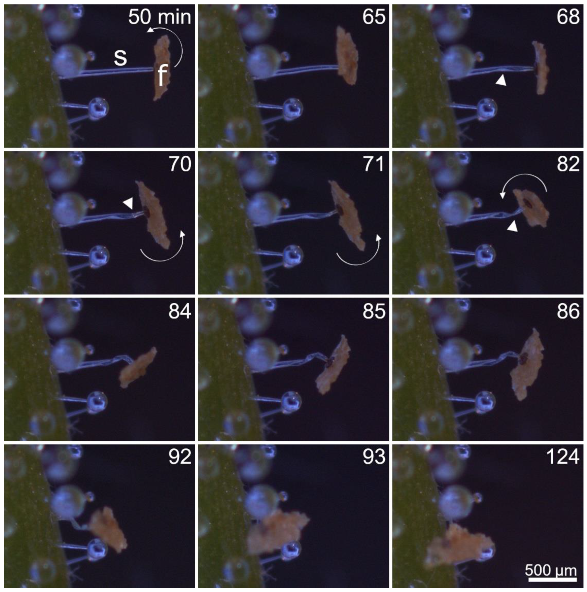 Ijms 23 11514 g005 Ijms 23 11514 g005