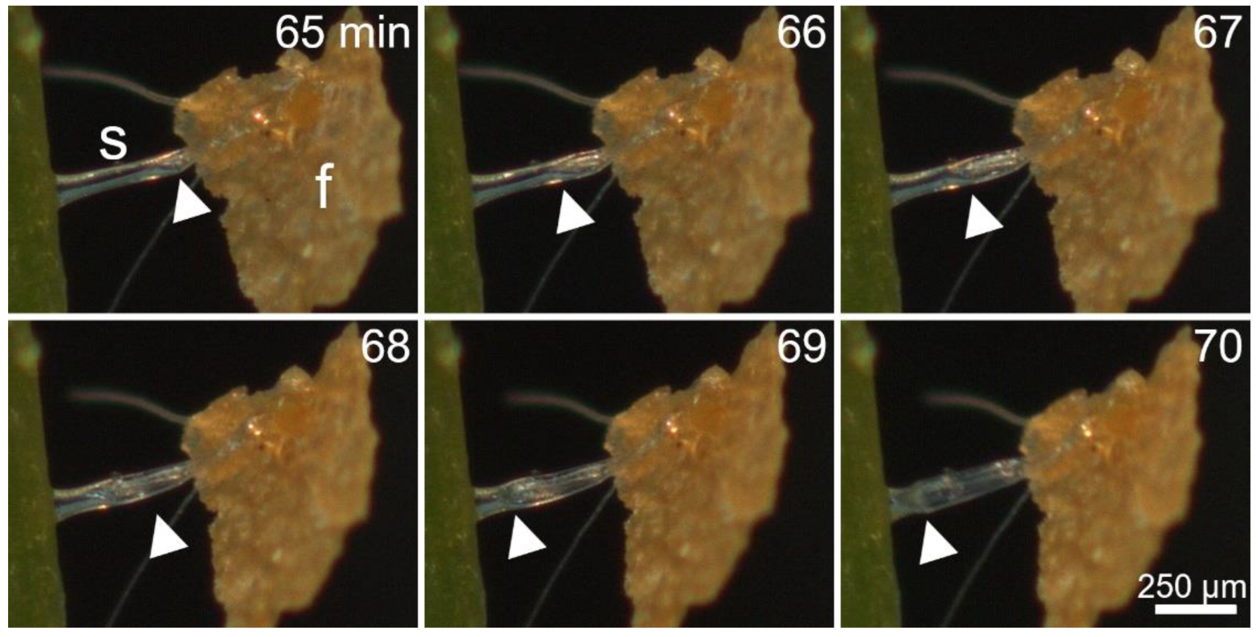 Ijms 23 11514 g006 Ijms 23 11514 g006