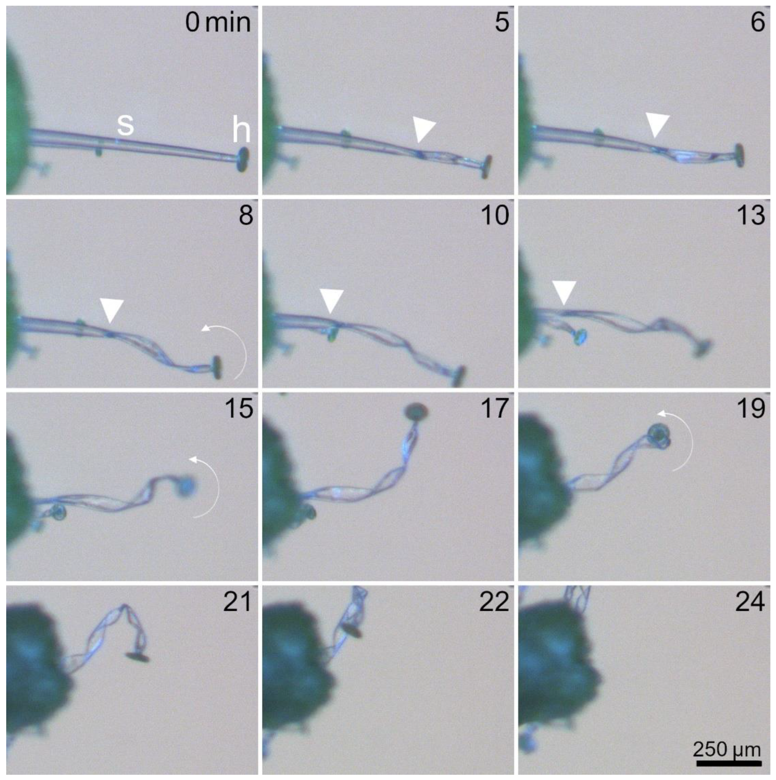 Ijms 23 11514 g007 Ijms 23 11514 g007