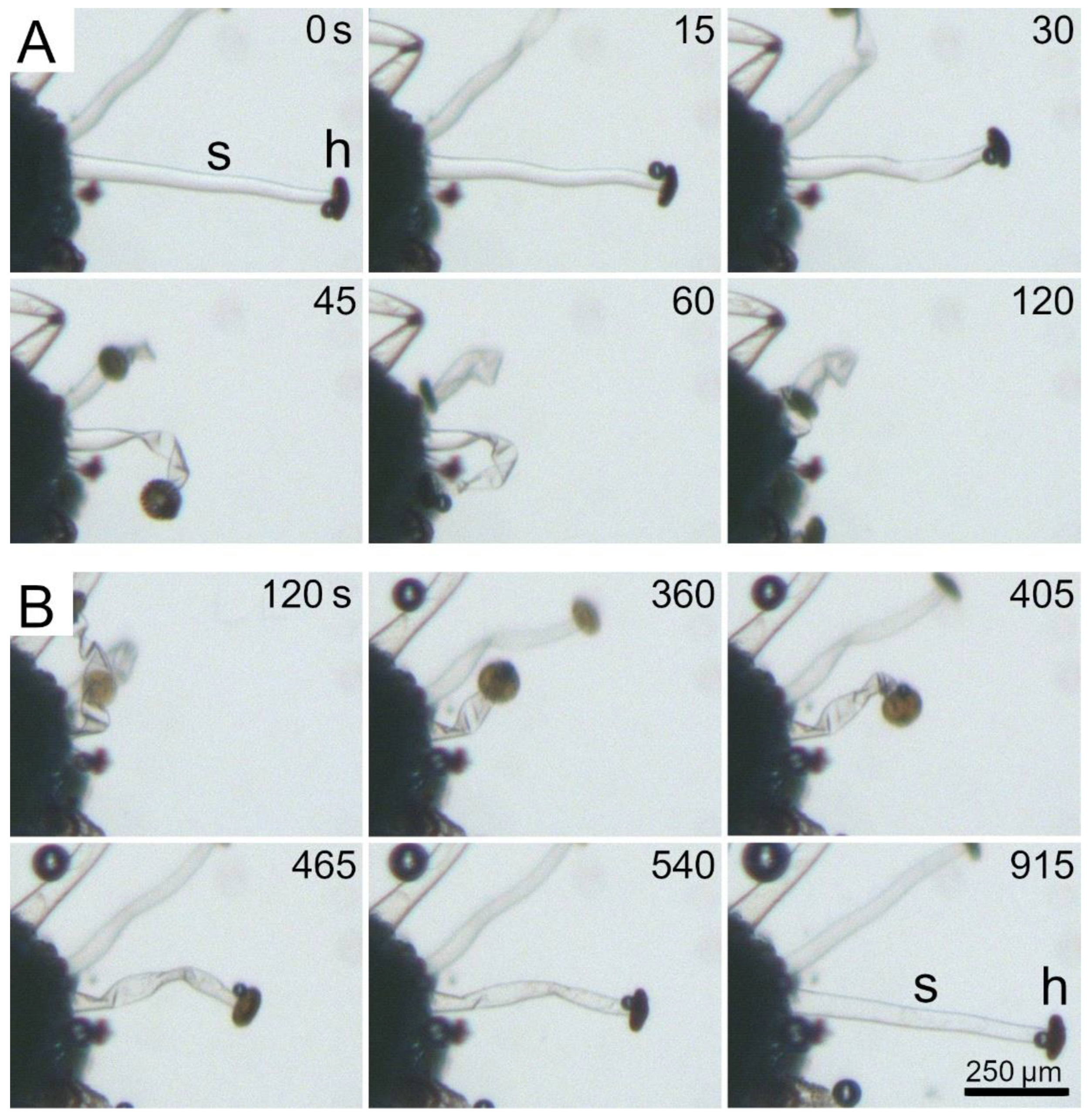 Ijms 23 11514 g008 Ijms 23 11514 g008