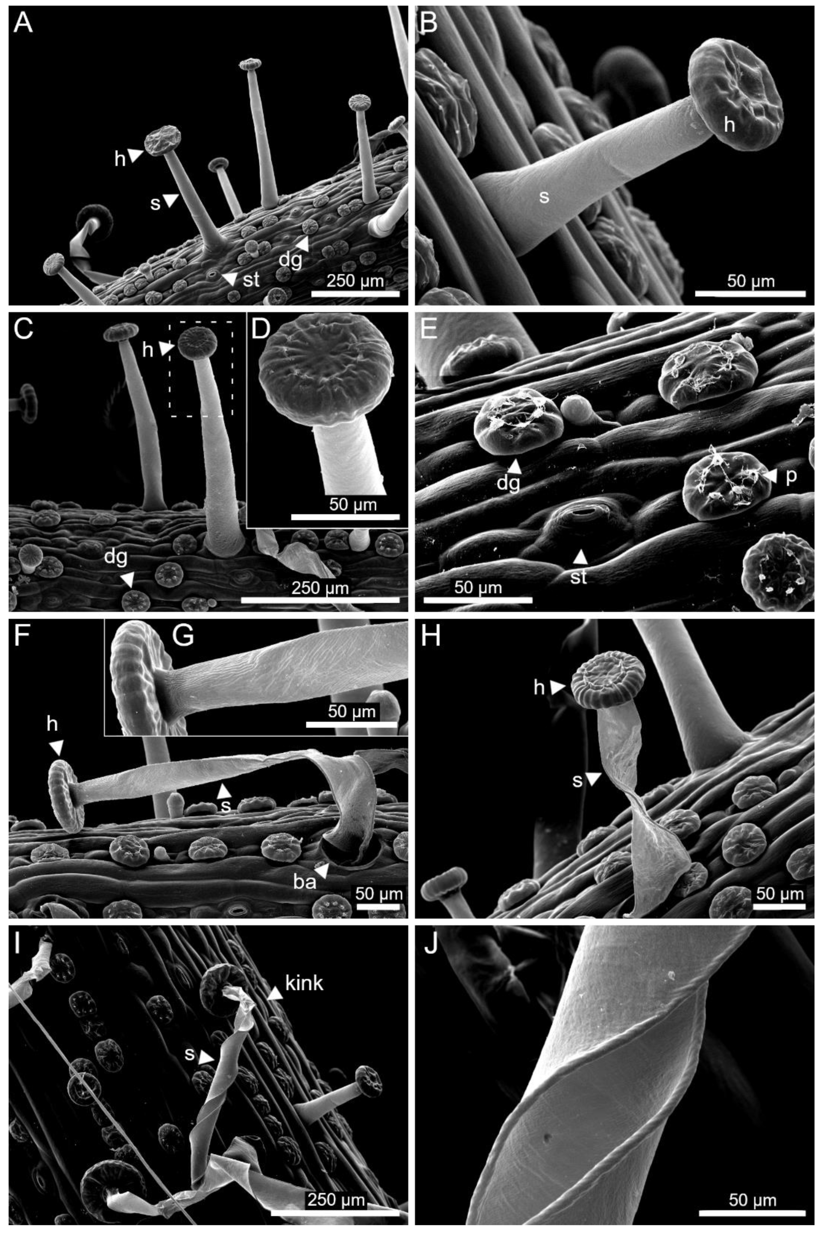 Ijms 23 11514 g010 Ijms 23 11514 g010