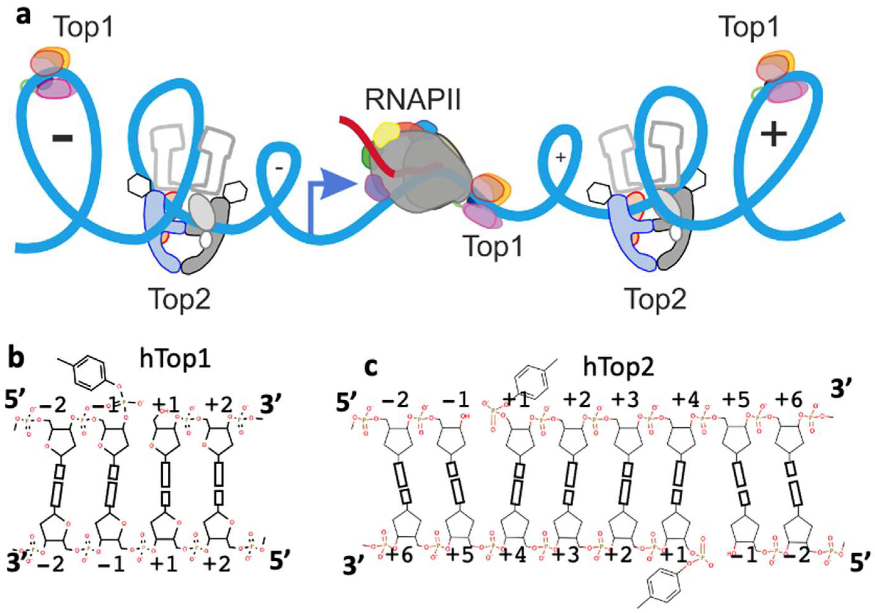 Ijms 23 11541 g001 Ijms 23 11541 g001