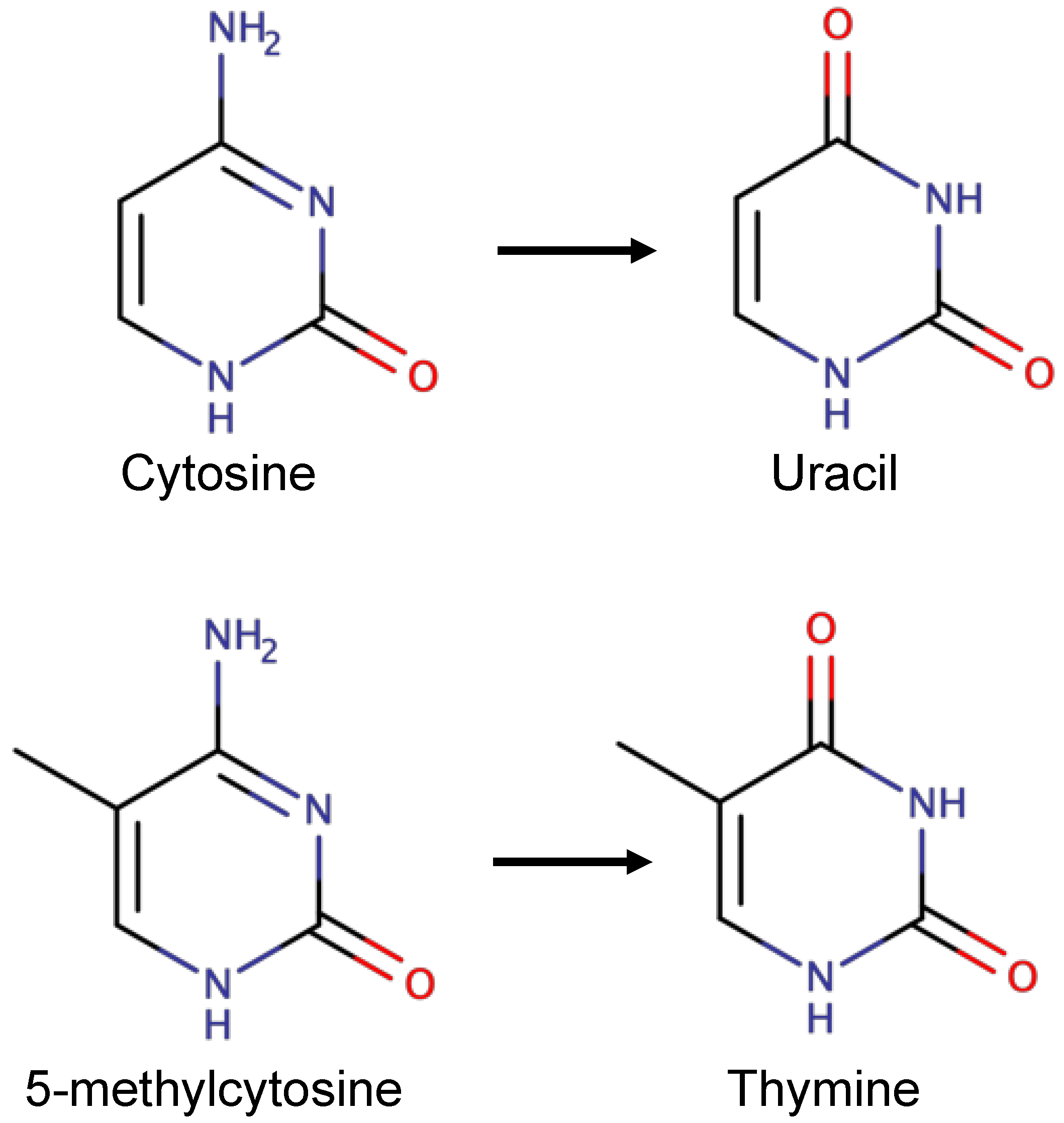 Ijms 23 11541 g006 Ijms 23 11541 g006
