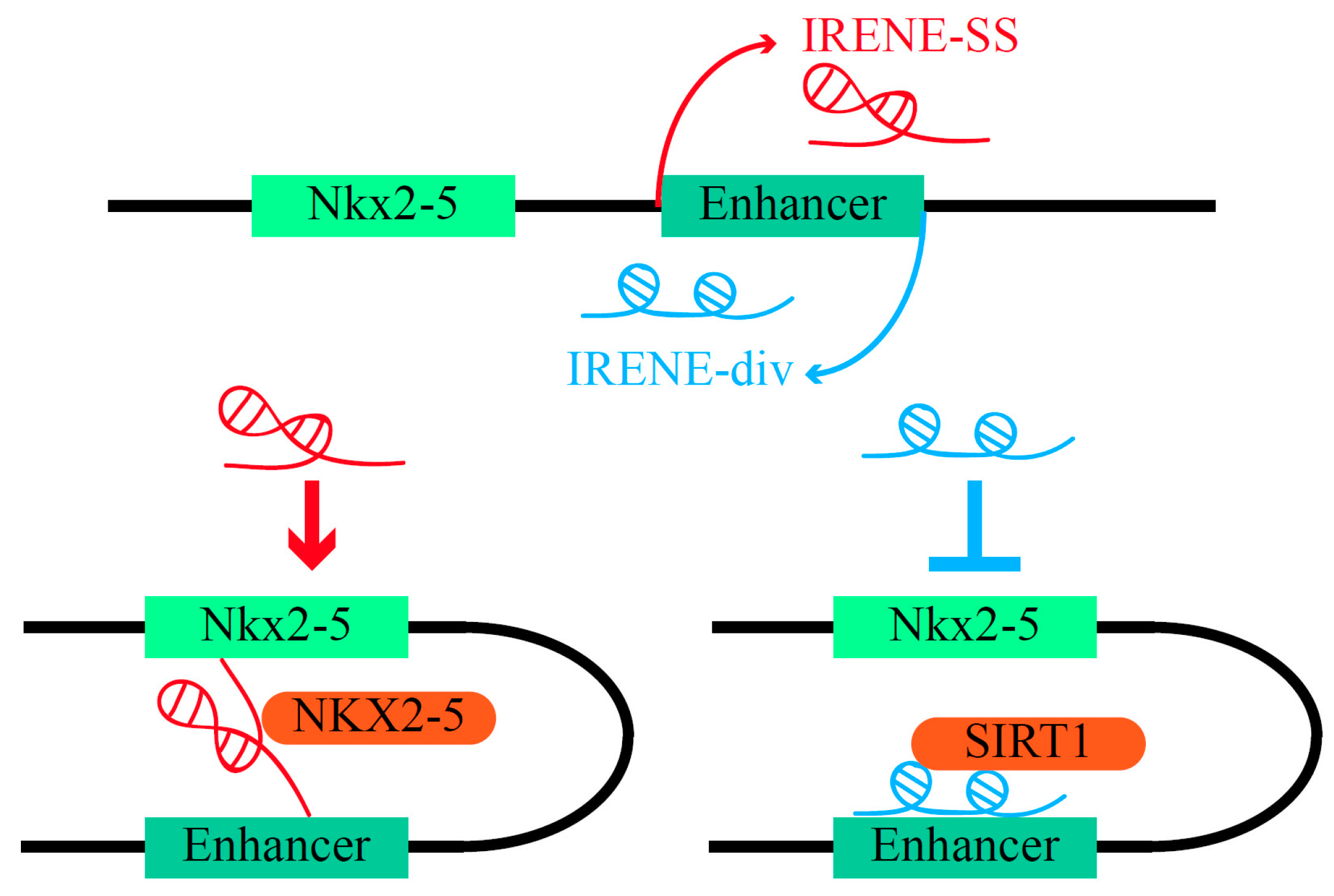 Ijms 23 11582 g002 Ijms 23 11582 g002