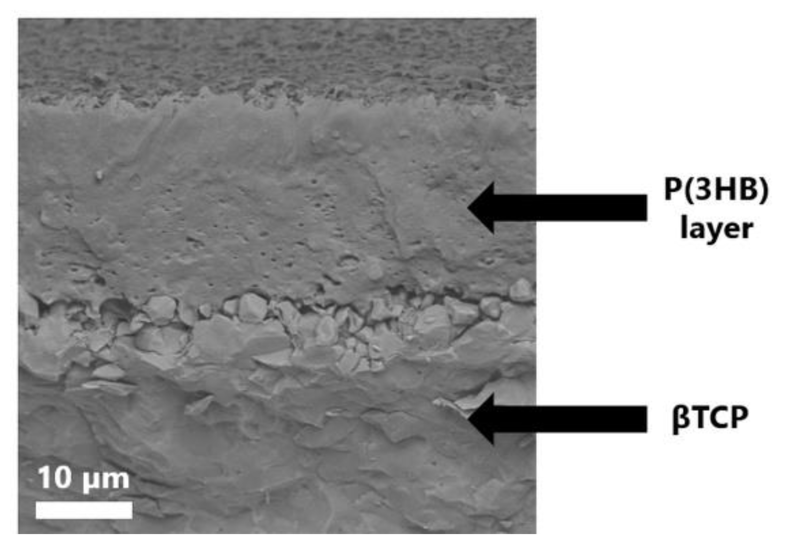 Ijms 23 11587 g005 Ijms 23 11587 g005