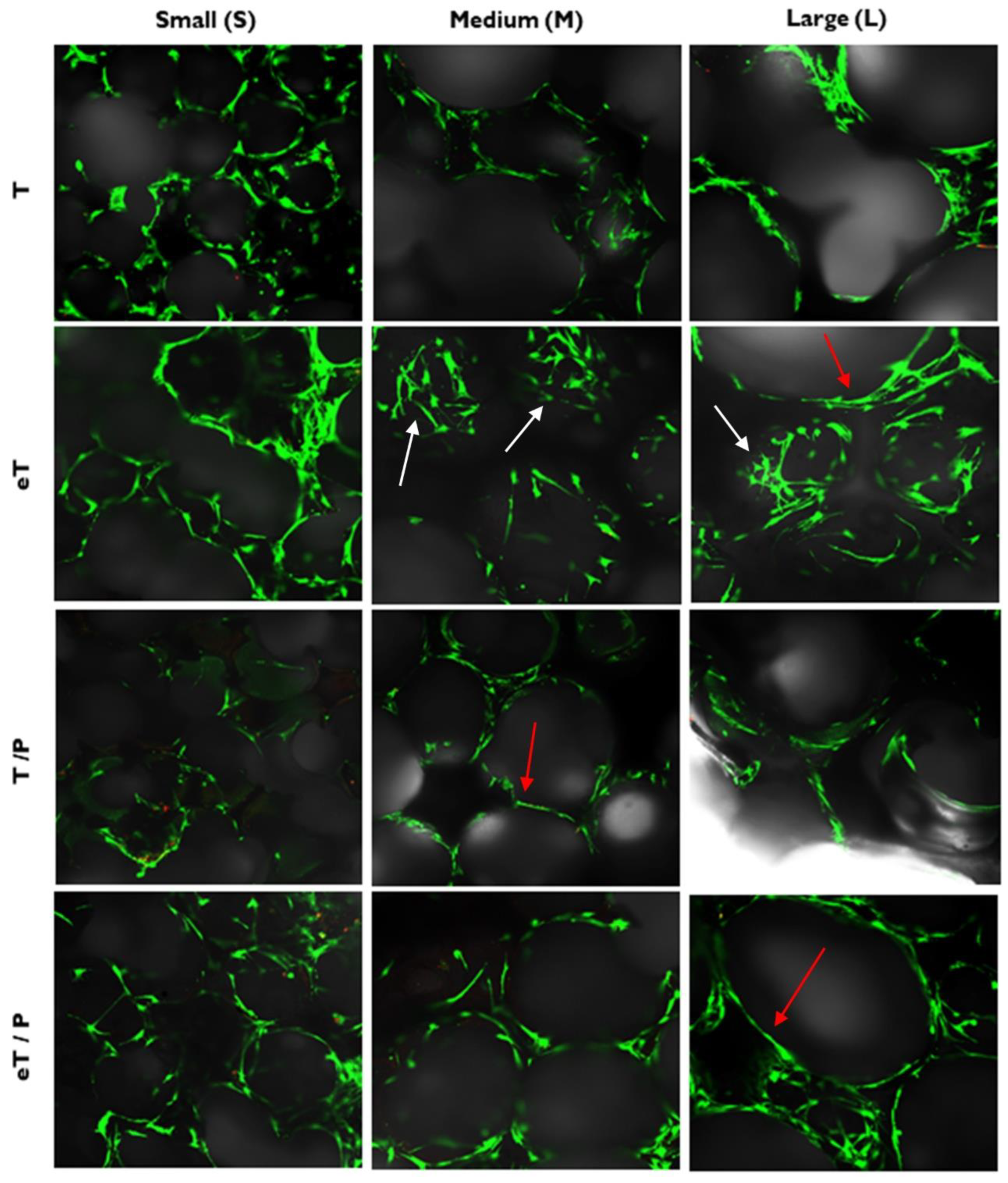 Ijms 23 11587 g012 Ijms 23 11587 g012