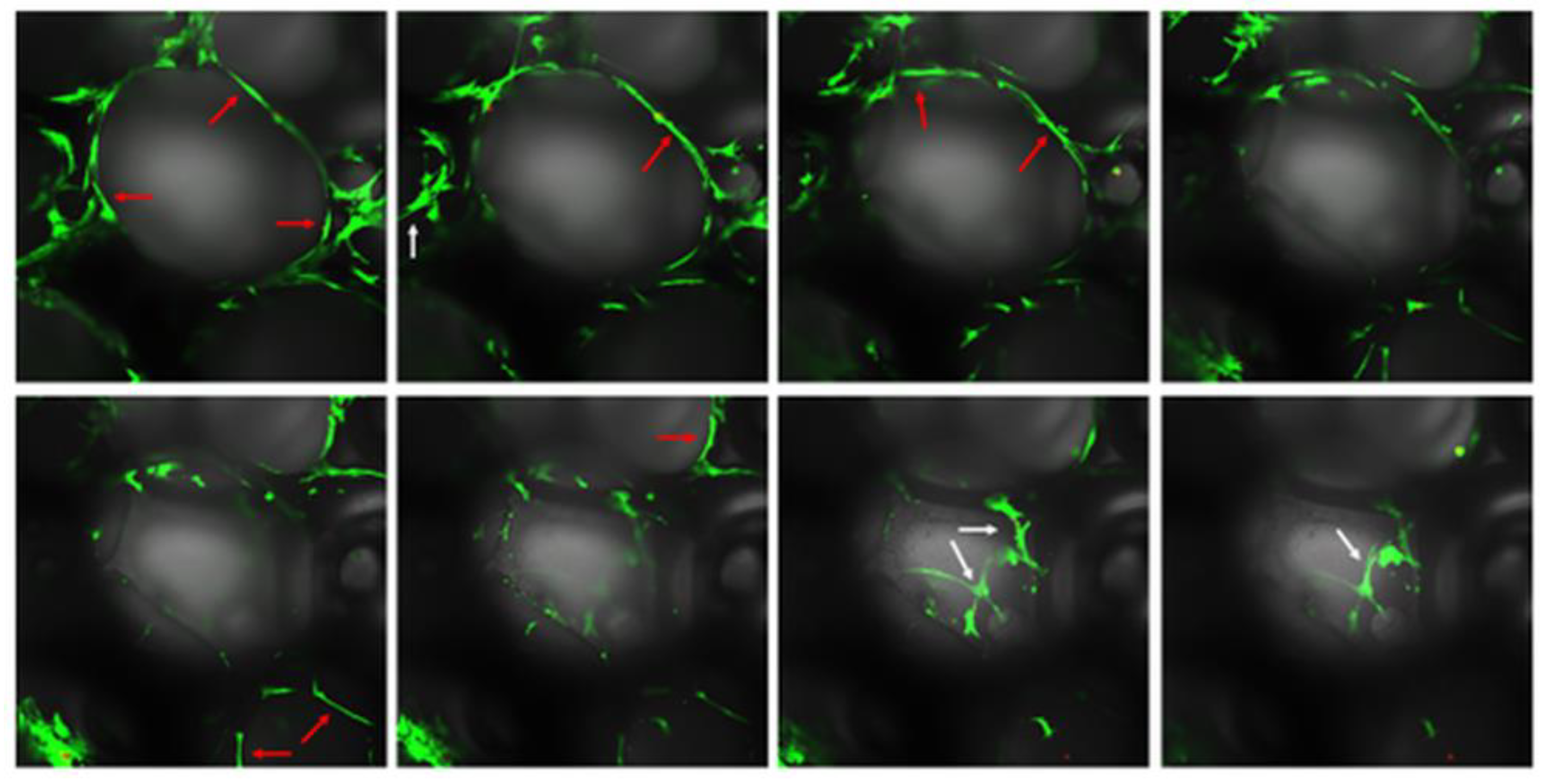 Ijms 23 11587 g013 Ijms 23 11587 g013