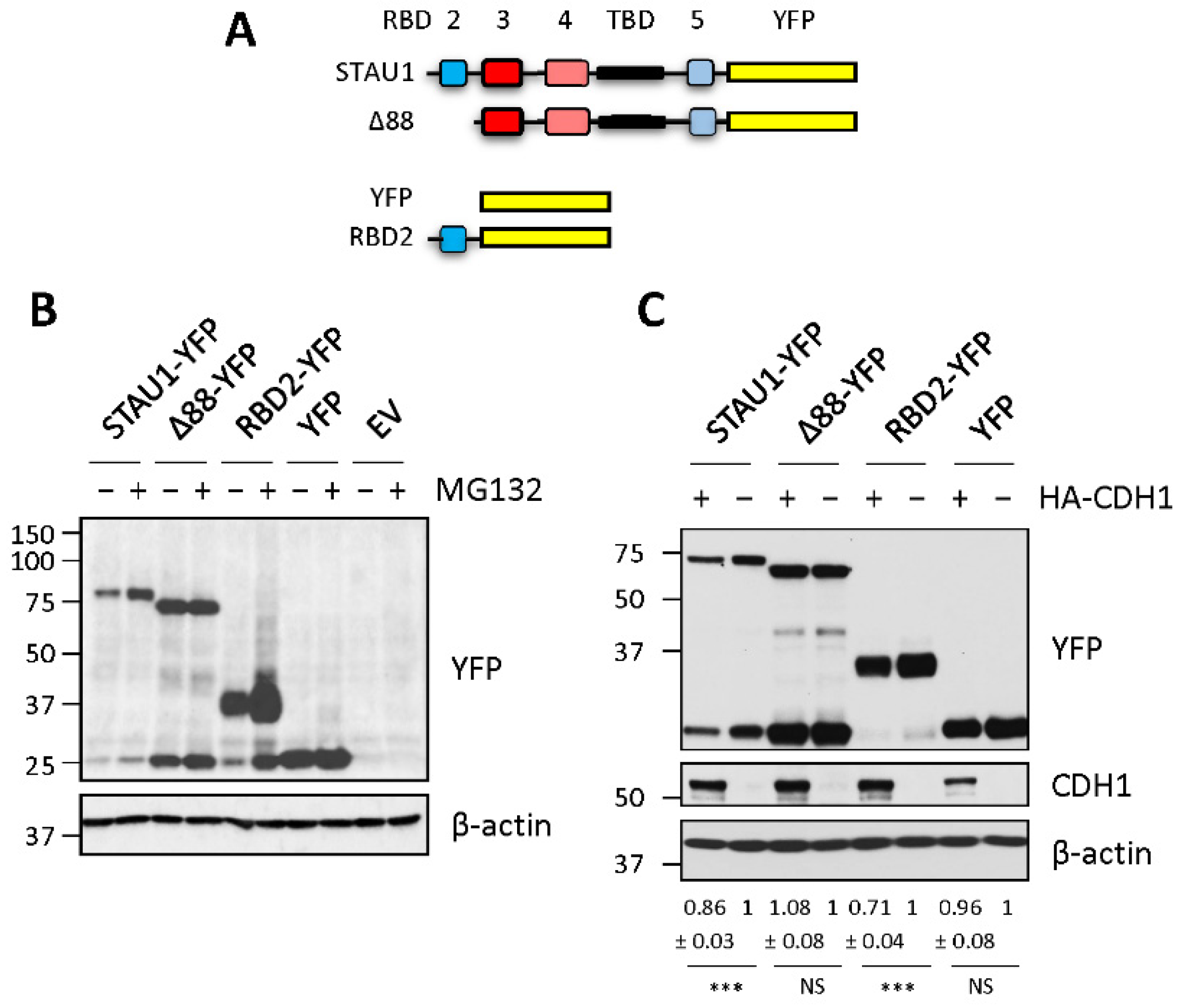 Ijms 23 11588 g001 Ijms 23 11588 g001