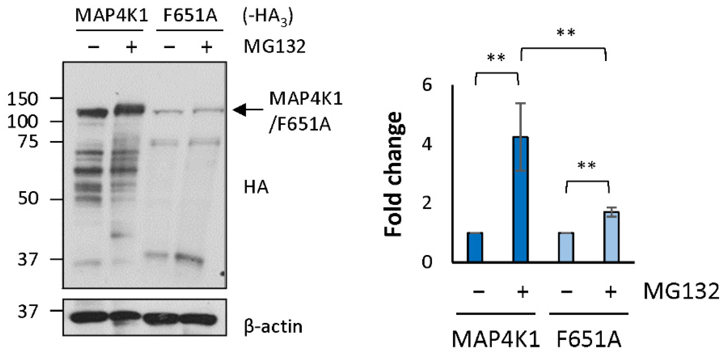 Ijms 23 11588 g004 Ijms 23 11588 g004