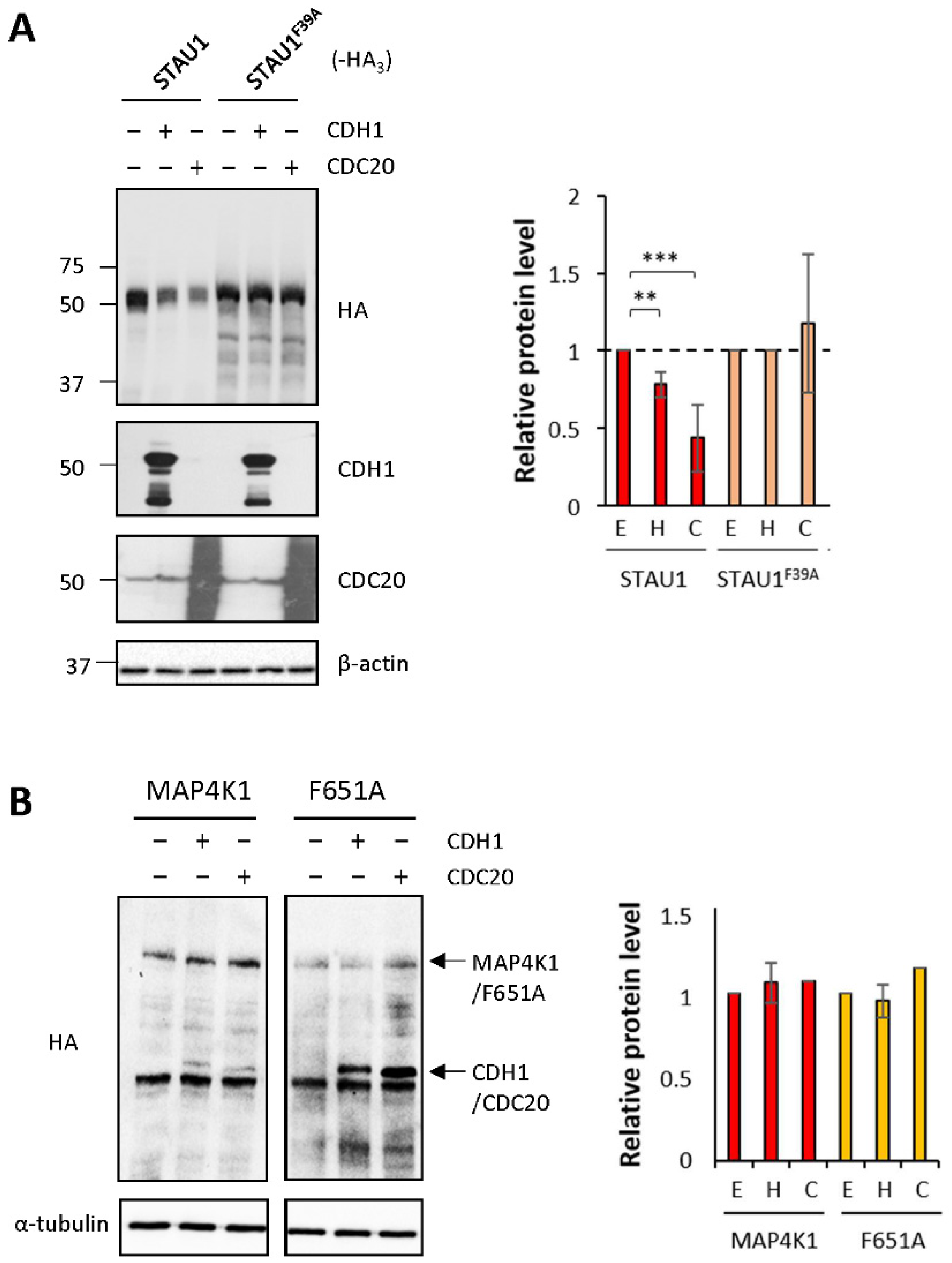 Ijms 23 11588 g005 Ijms 23 11588 g005