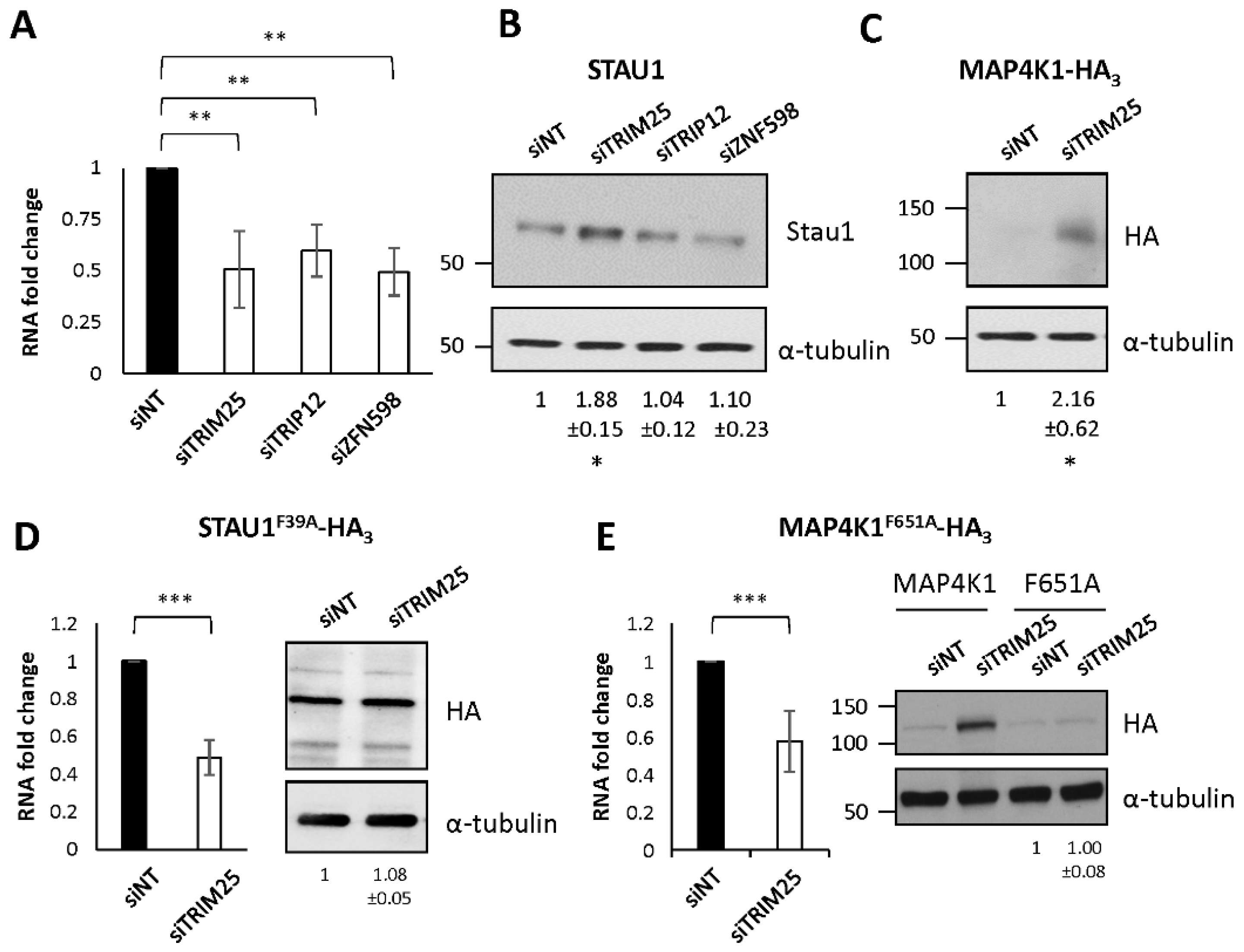 Ijms 23 11588 g006 Ijms 23 11588 g006