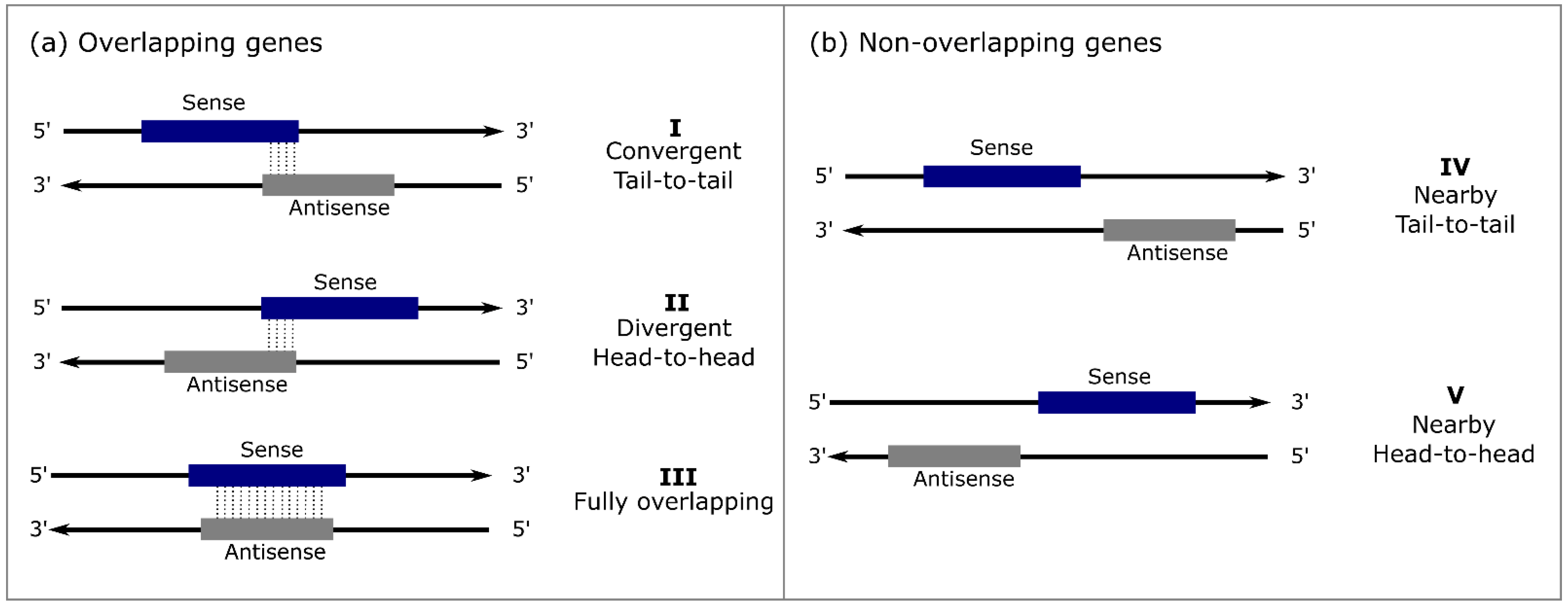 Ijms 23 11603 g001 Ijms 23 11603 g001