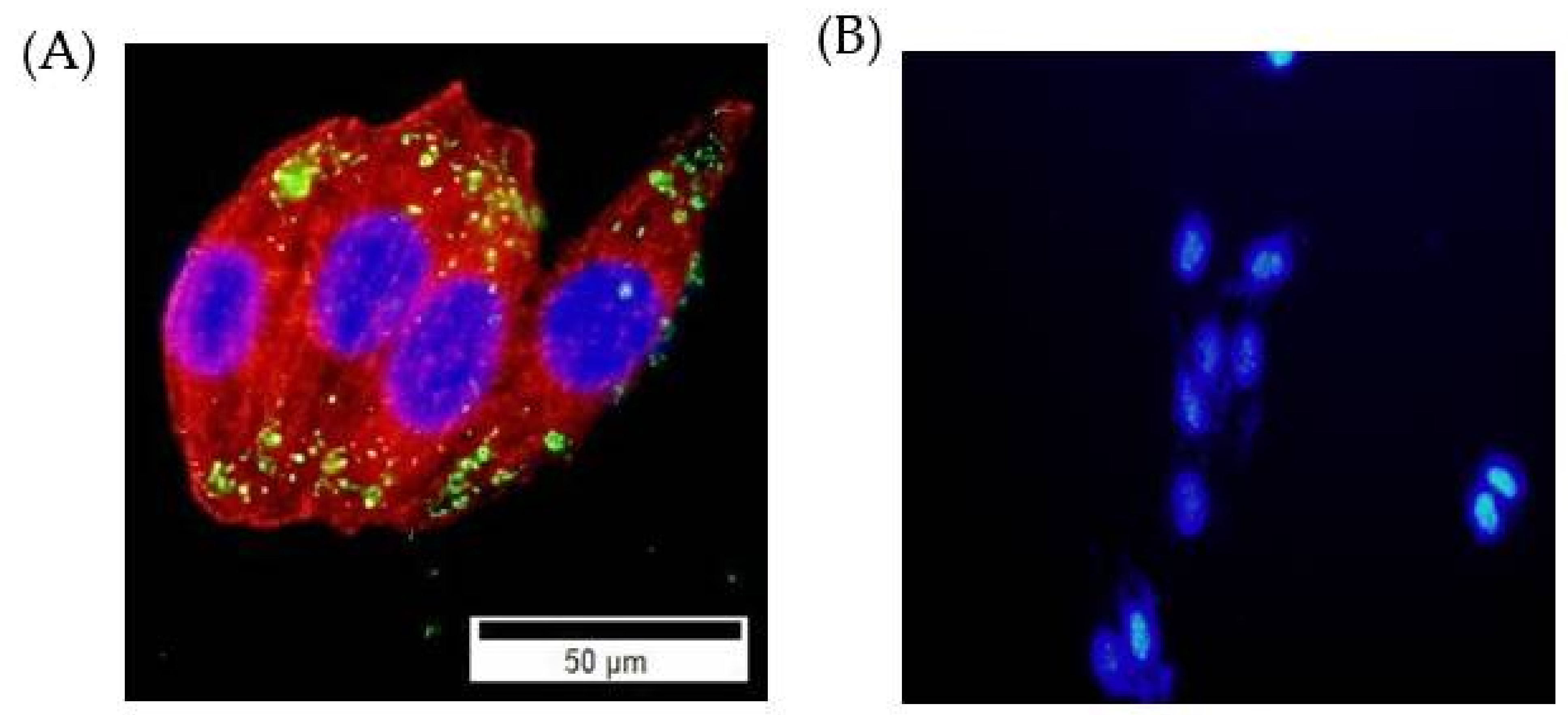 Ijms 23 11604 g008 Ijms 23 11604 g008