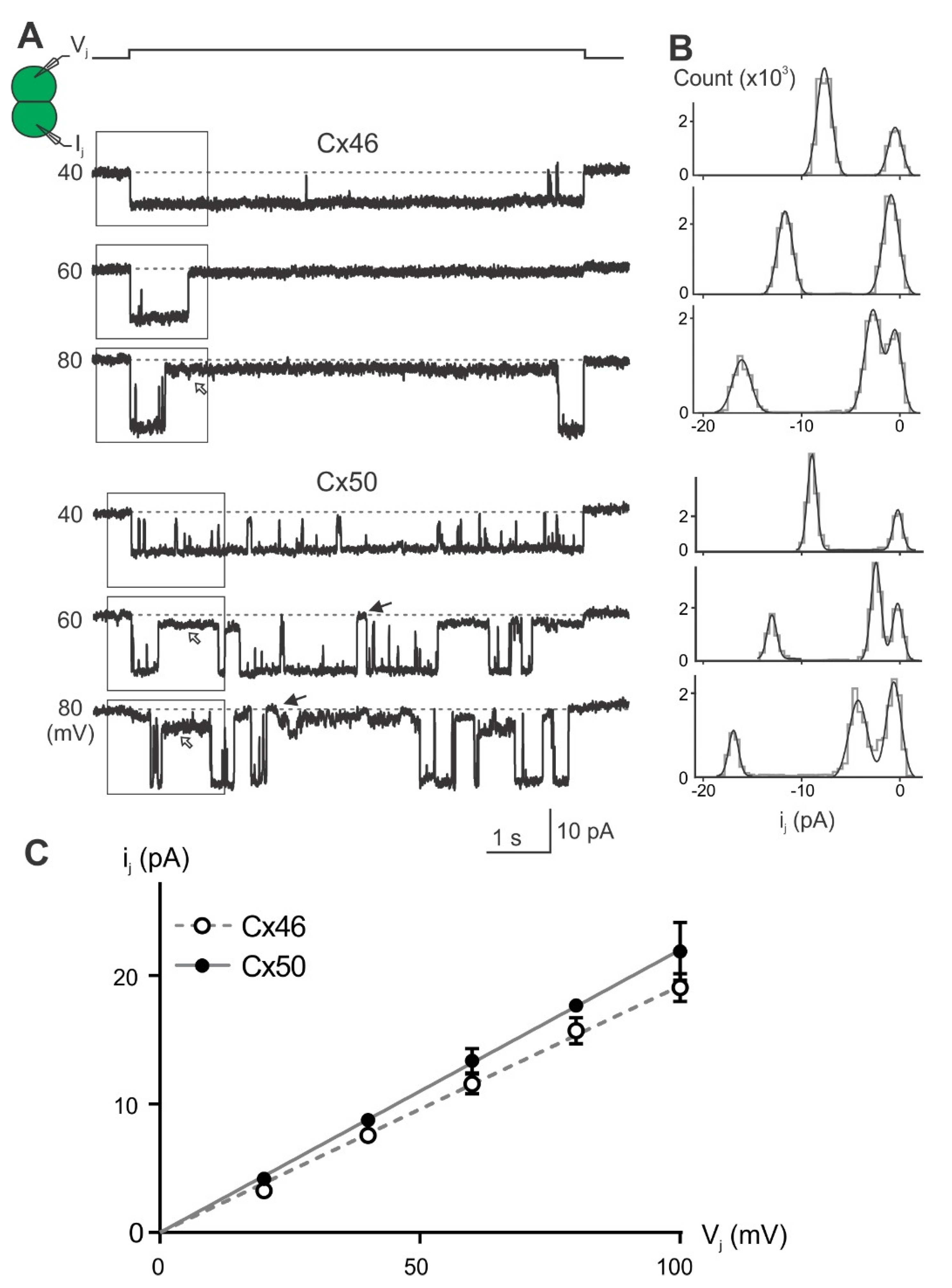 Ijms 23 11605 g006 Ijms 23 11605 g006