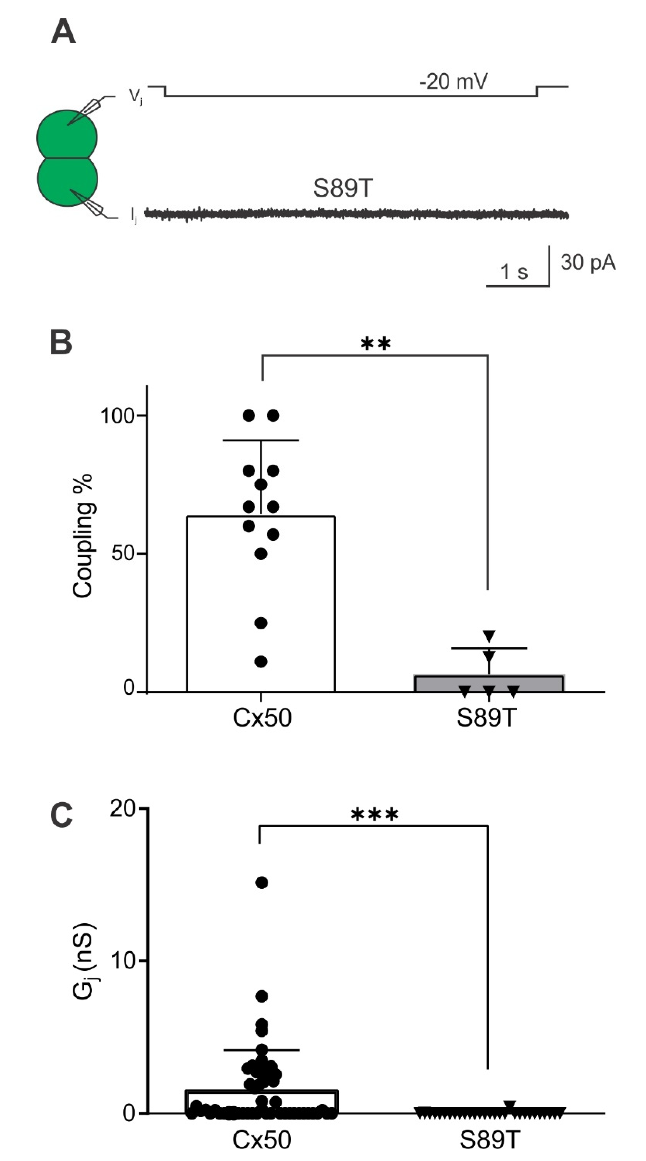Ijms 23 11605 g010 Ijms 23 11605 g010