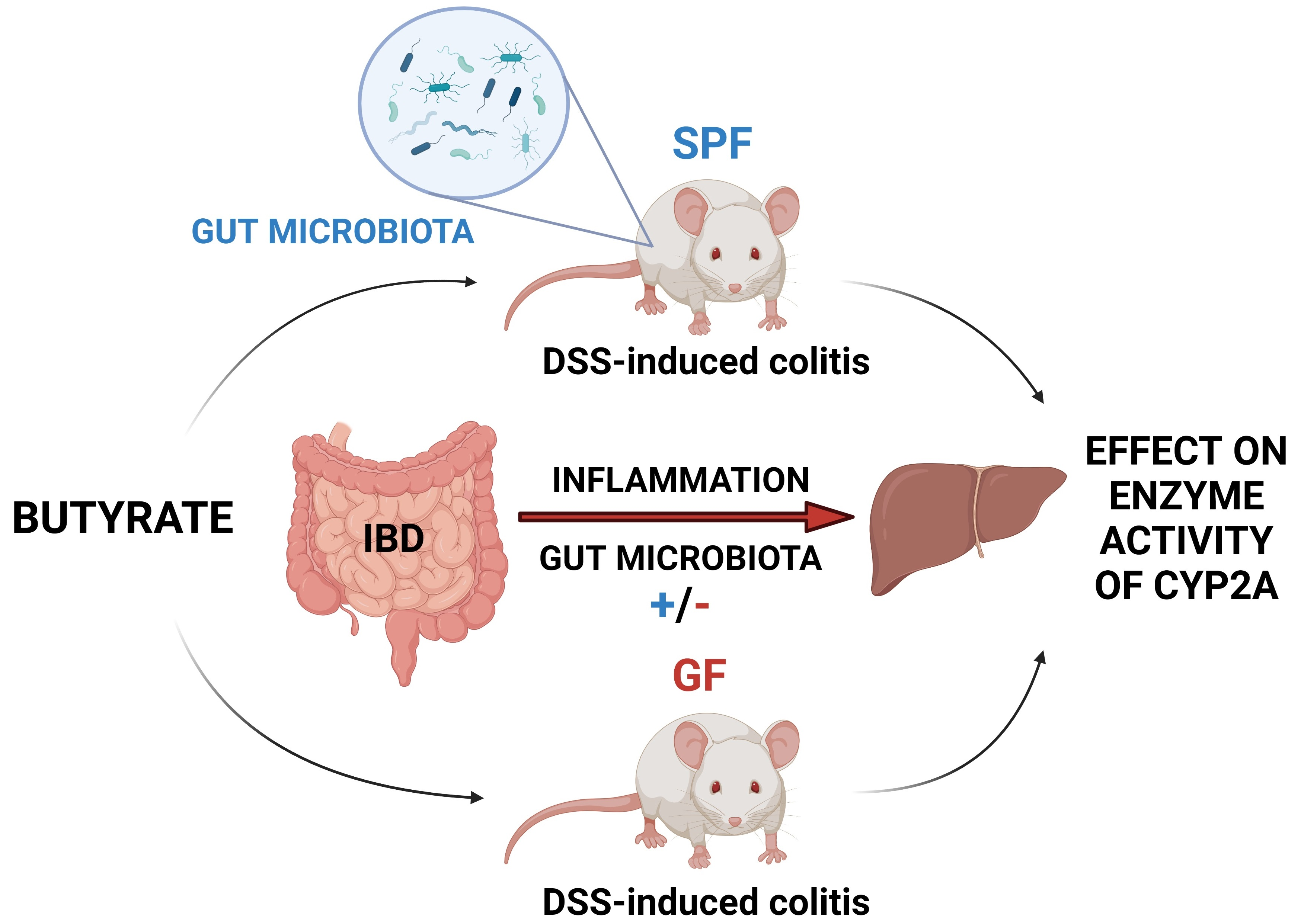 IJMS Free FullText Effect of DSSInduced Ulcerative Colitis and