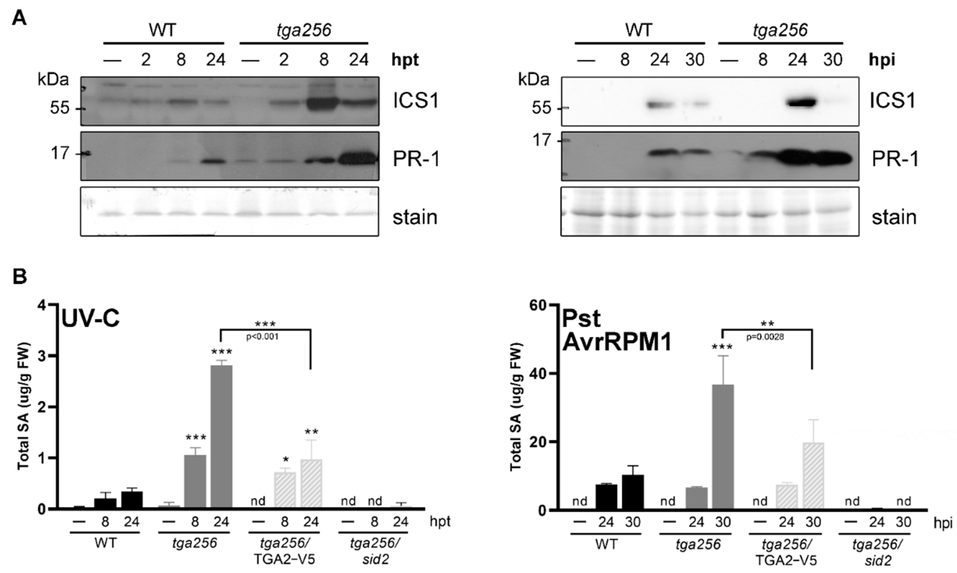 Ijms 23 11631 g006 Ijms 23 11631 g006