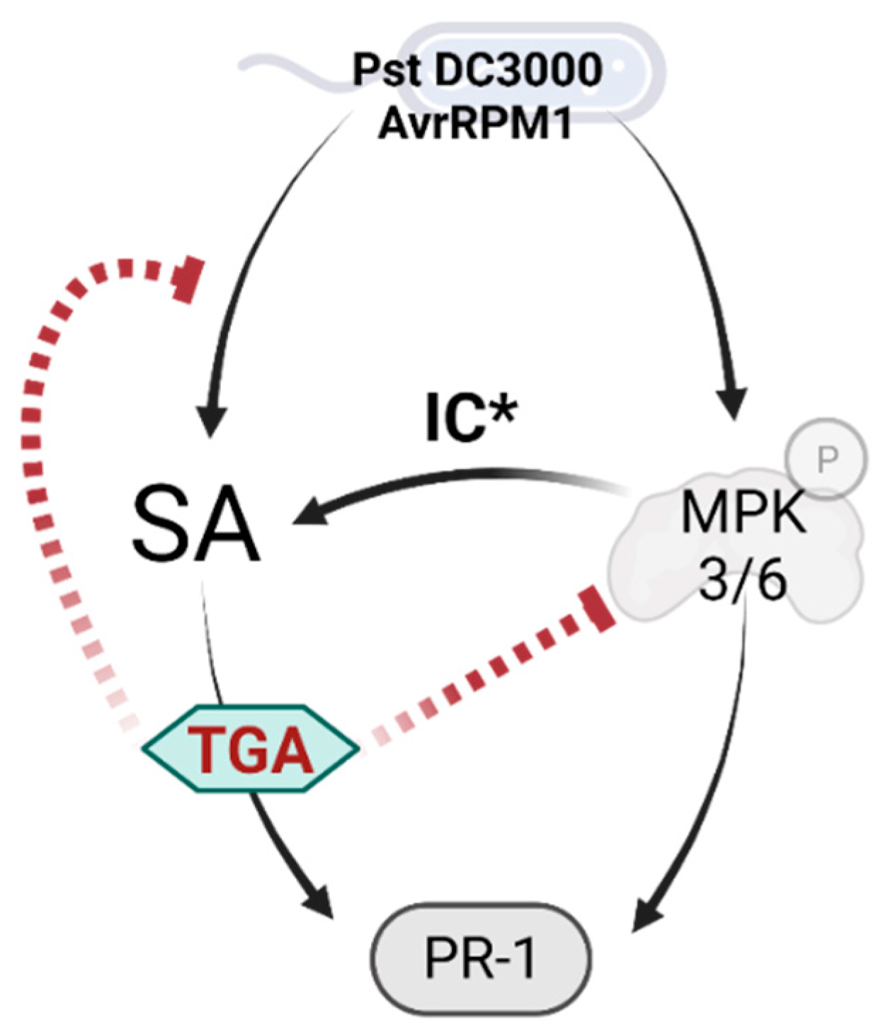 Ijms 23 11631 g008 Ijms 23 11631 g008