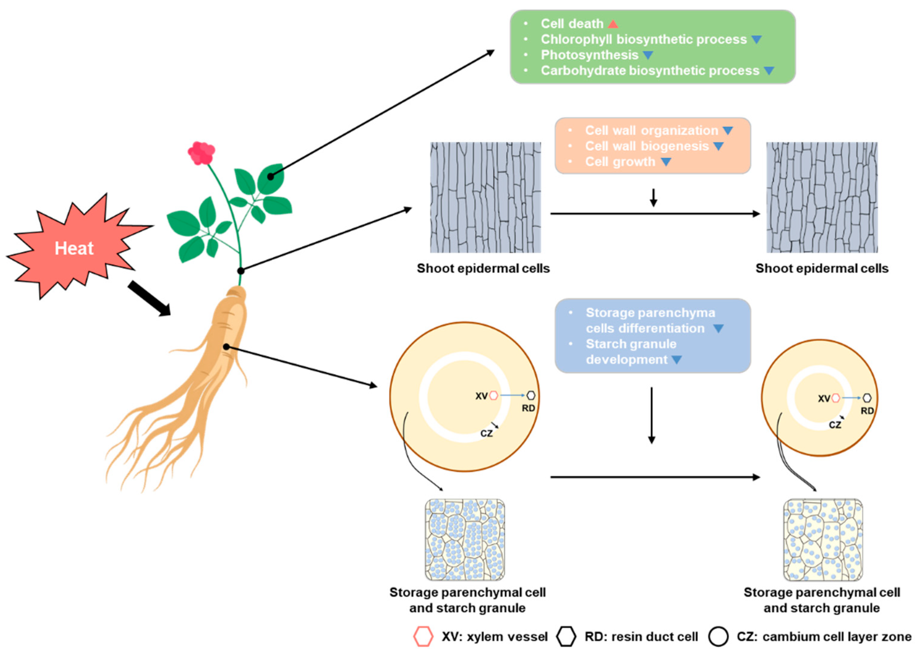 Ijms 23 11647 g006 Ijms 23 11647 g006