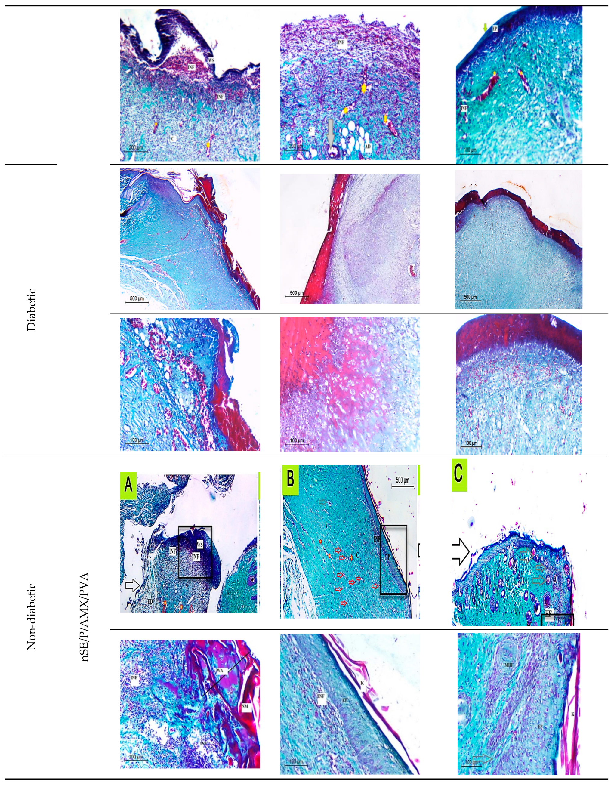 Ijms 23 11654 g007b Ijms 23 11654 g007b