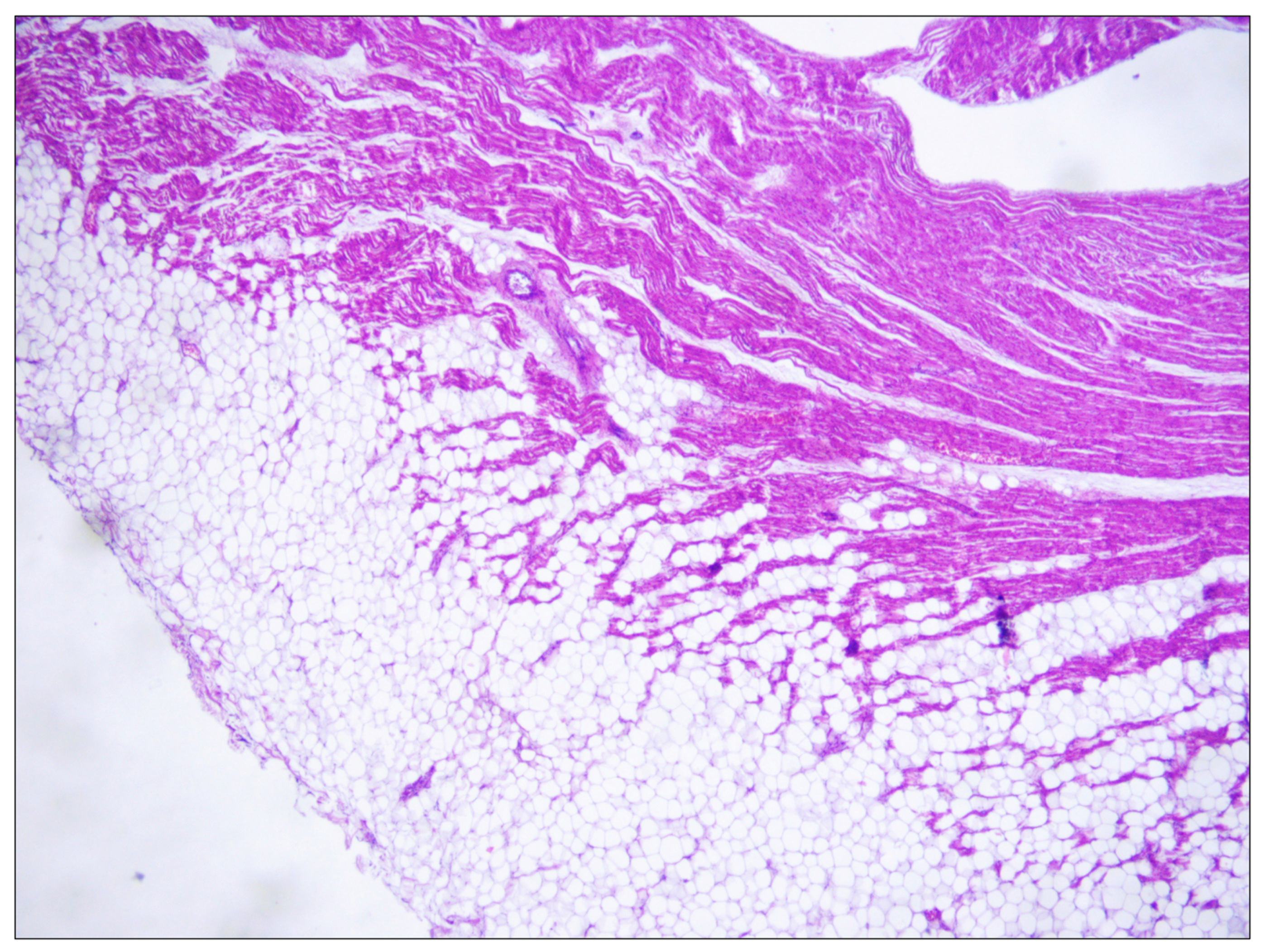 Ijms 23 11666 g003 Ijms 23 11666 g003