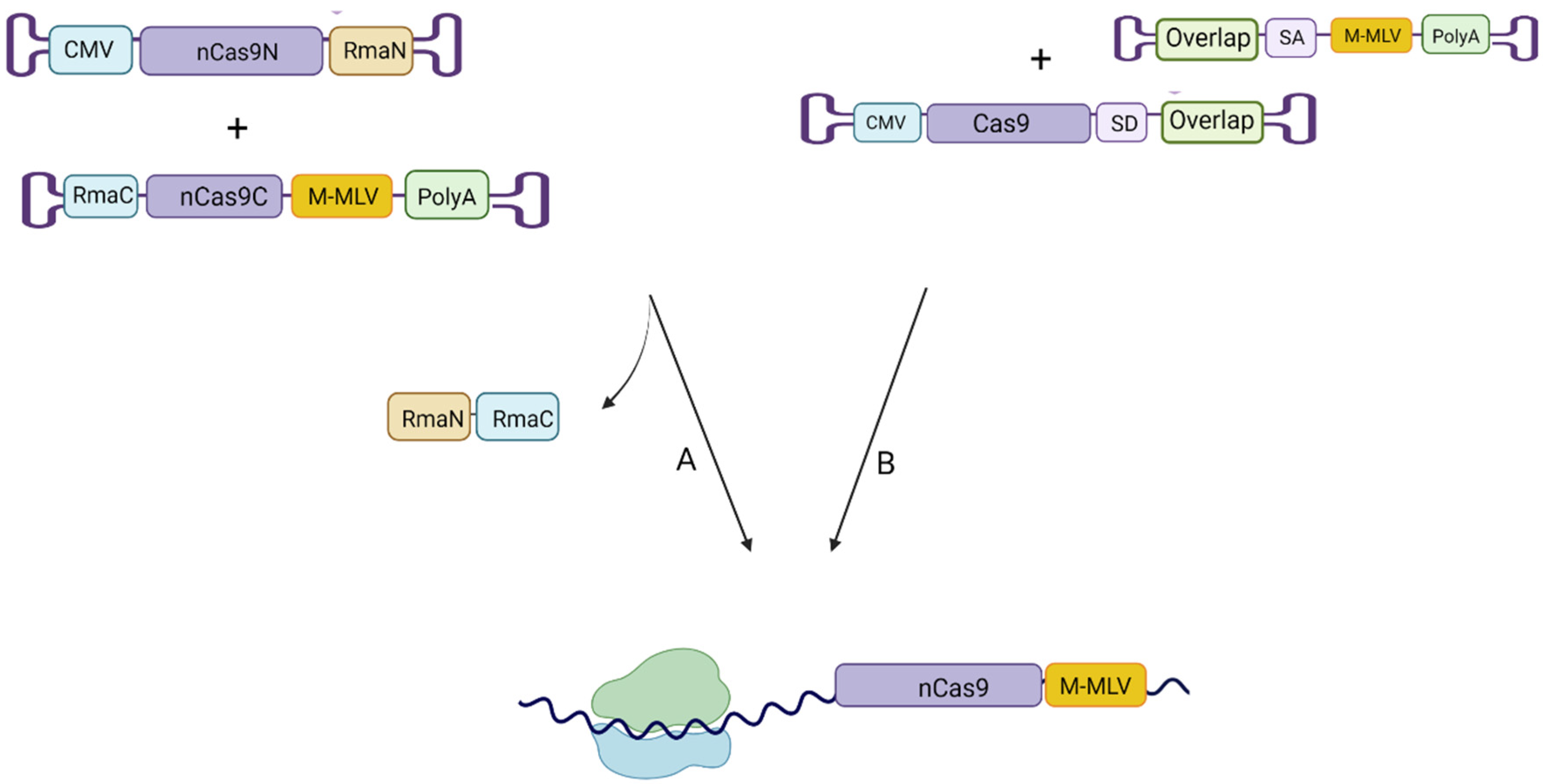 Ijms 23 11669 g003 Ijms 23 11669 g003