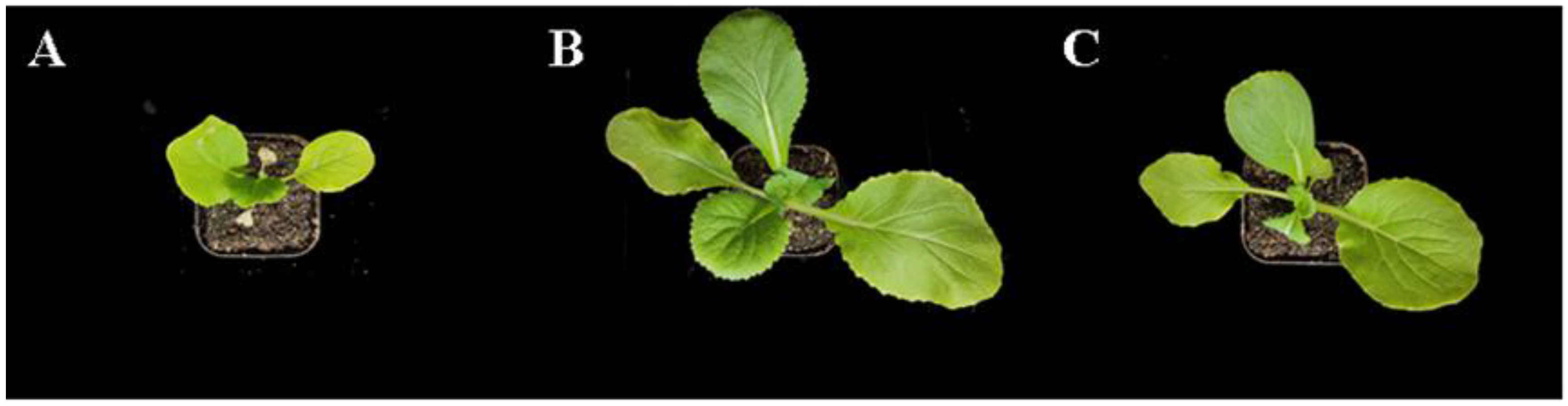 Ijms 23 11671 g001 Ijms 23 11671 g001