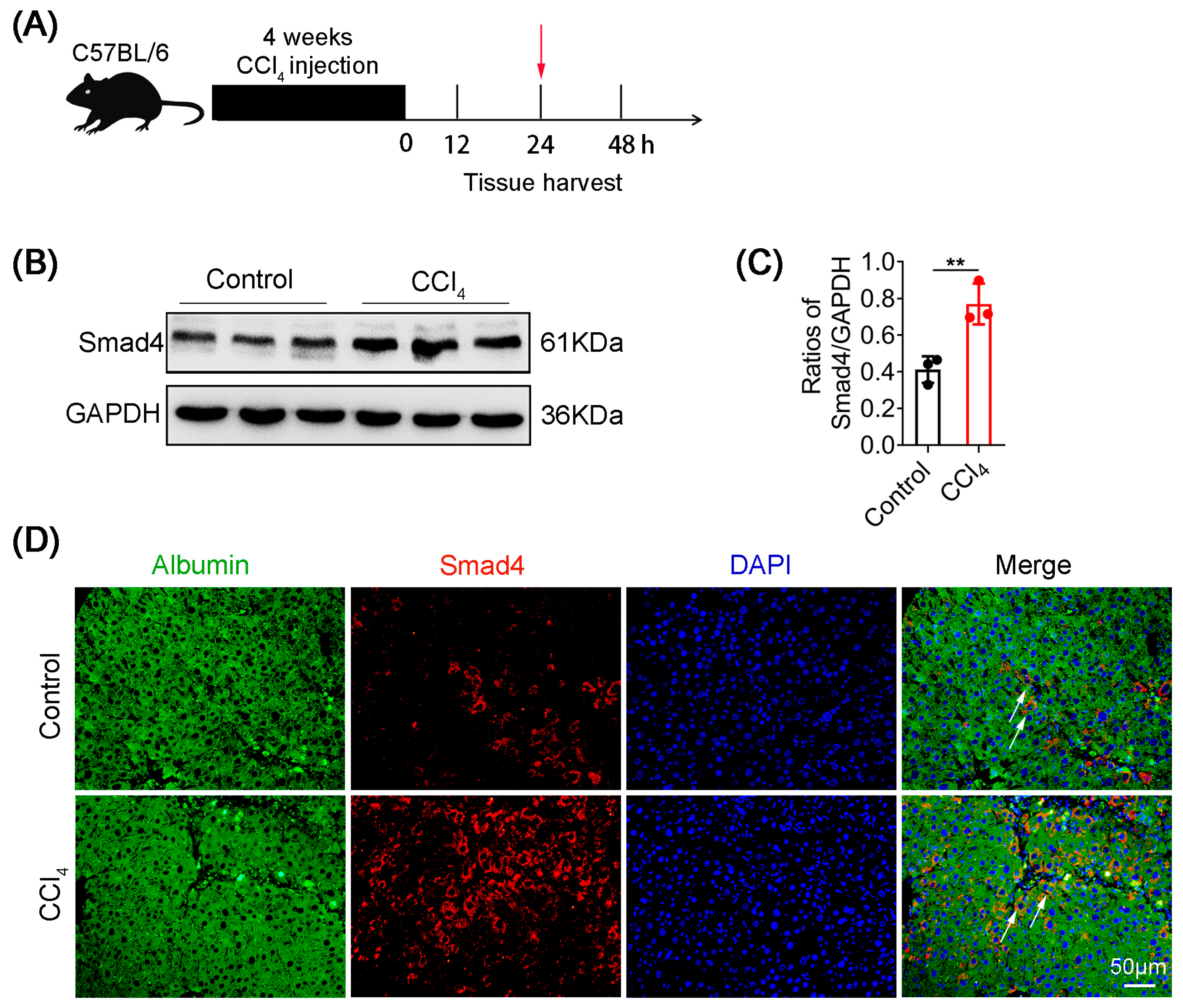 Ijms 23 11696 g001 Ijms 23 11696 g001