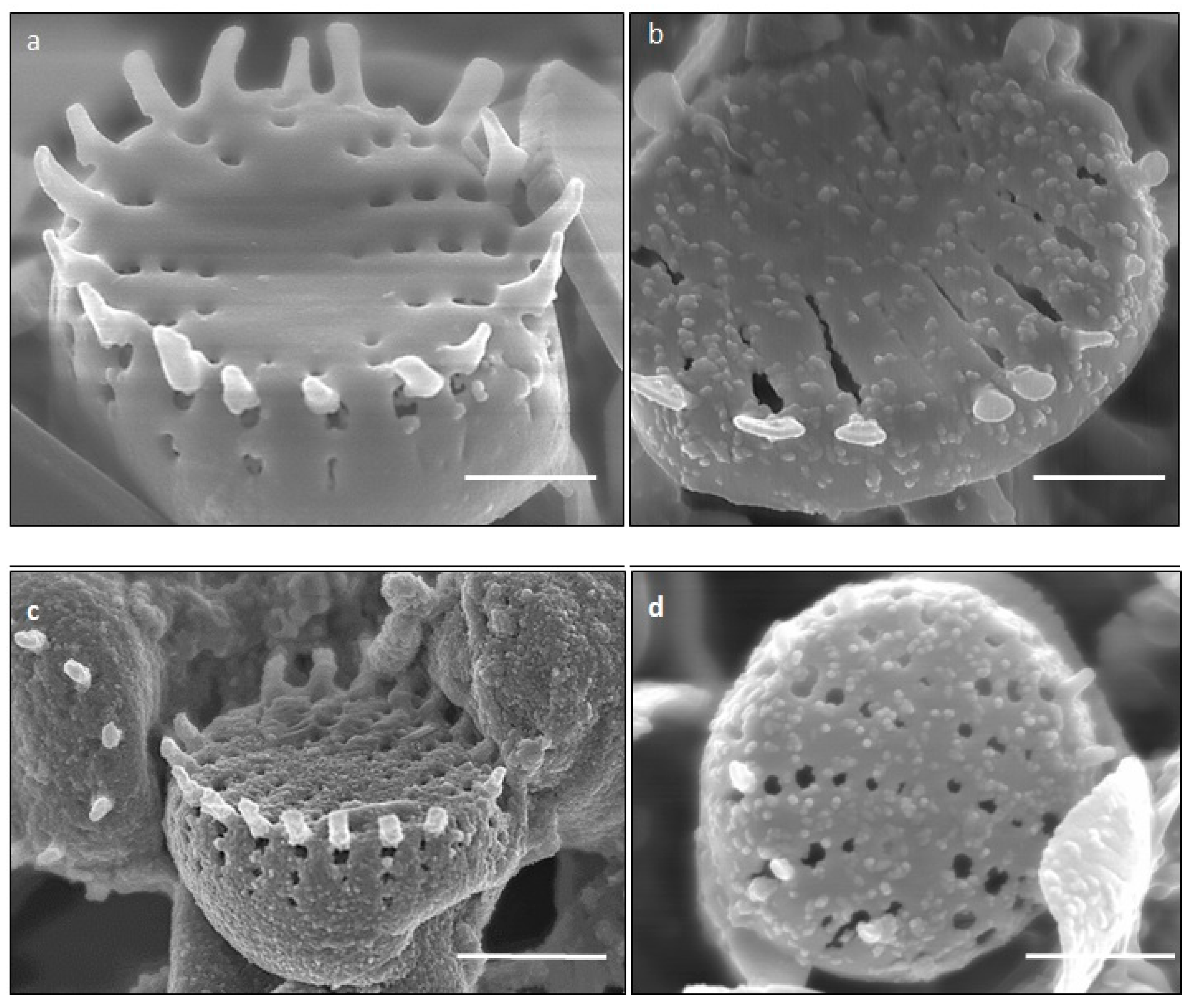 Ijms 23 11713 g002 Ijms 23 11713 g002